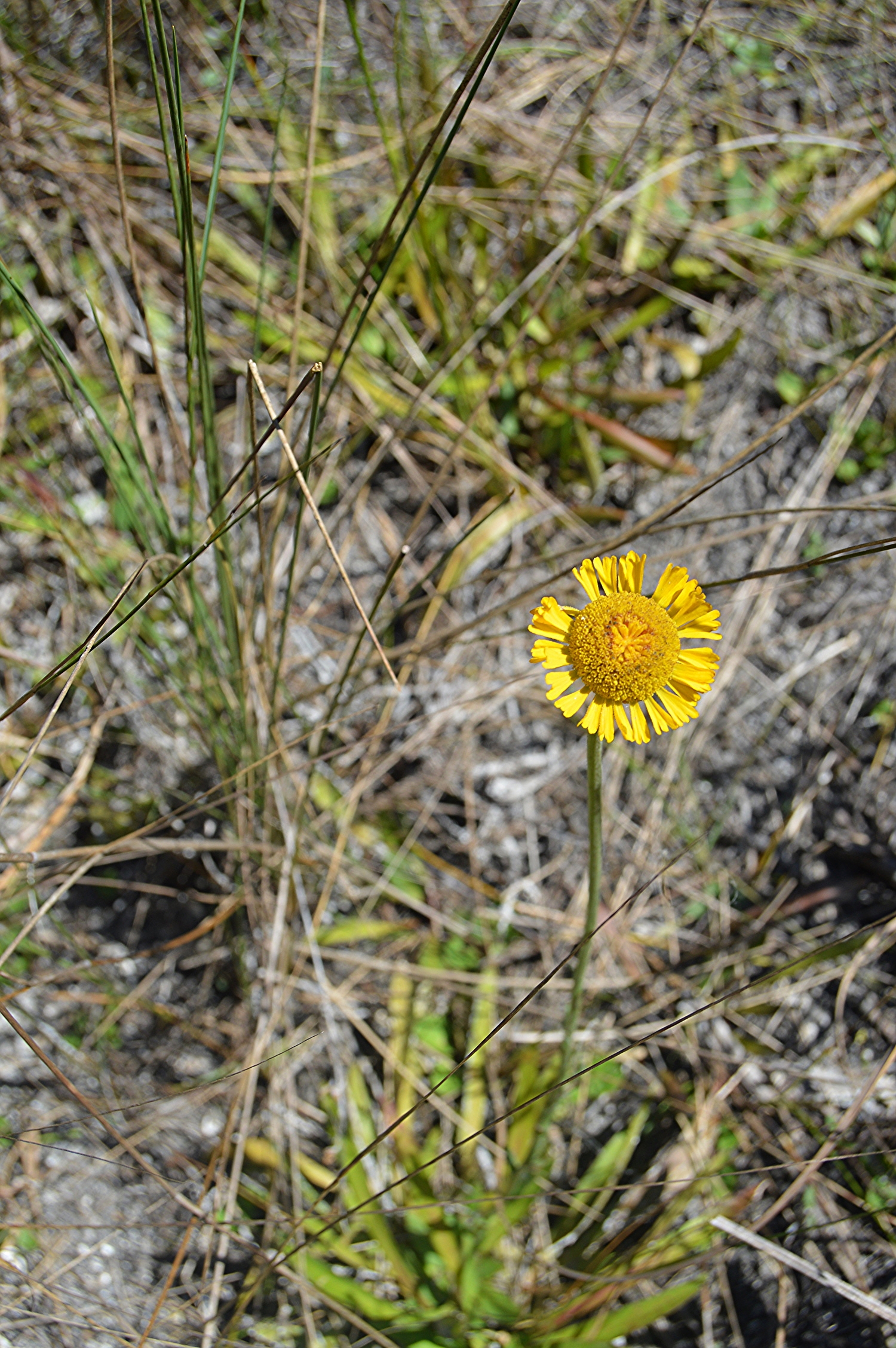 Helenium pinnatifidum / Everglades Daisy