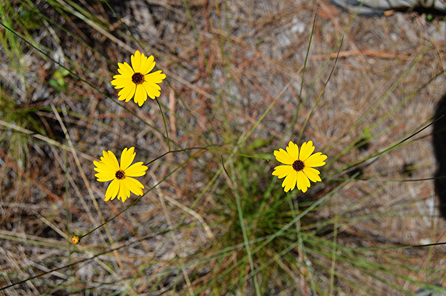 Coreopsis leavenworthii / Tickseed