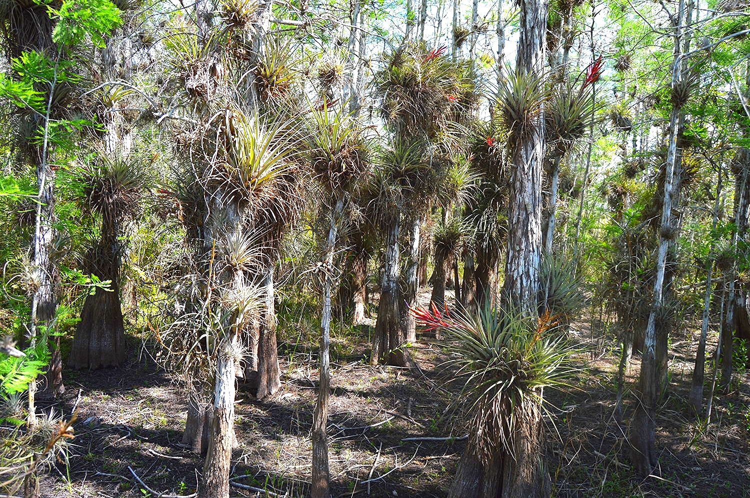Tillandsia Tree Tribe