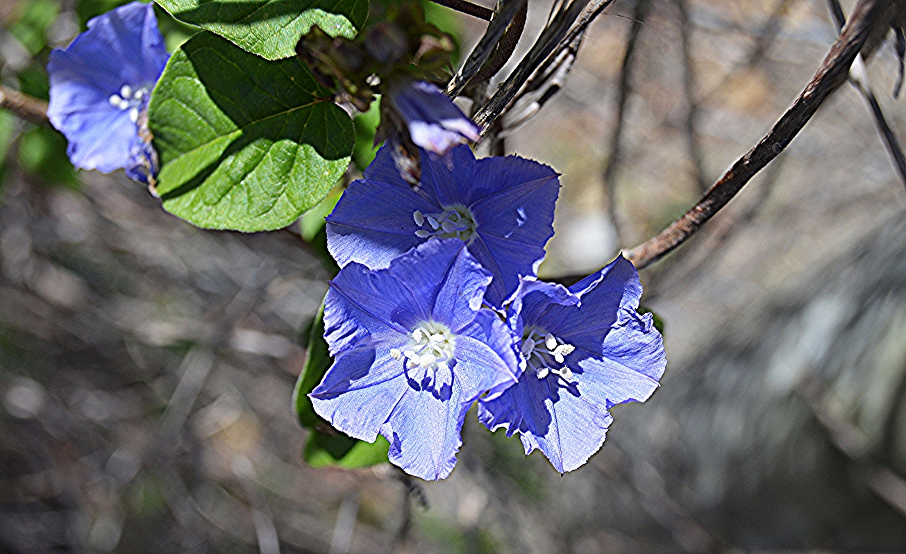 Jacquemontia pentanthos / Skyblue Clustervine