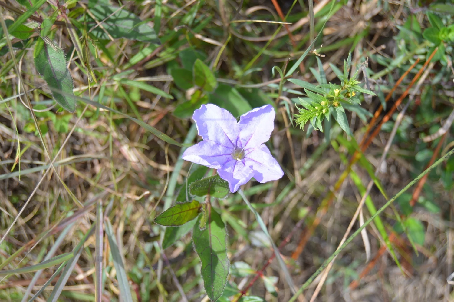  Ruellia suculenta / Wild Petunia 
