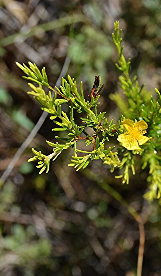  Hypericum fasciculatum / Marsh St. John's-Wort 