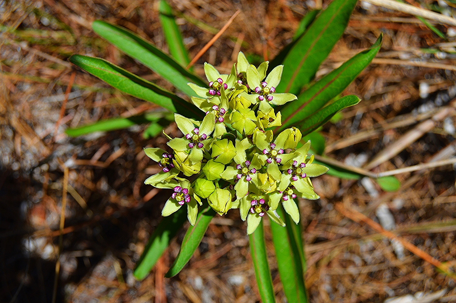 Asclepias viridis / Green Antelopehorn