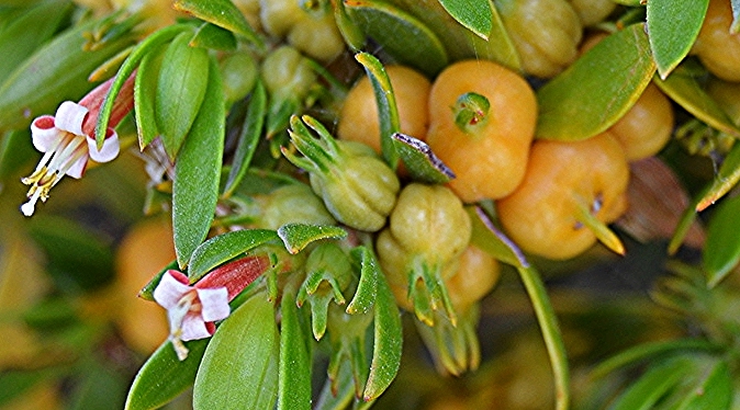 Ernodea littoralis / Golden Creeper