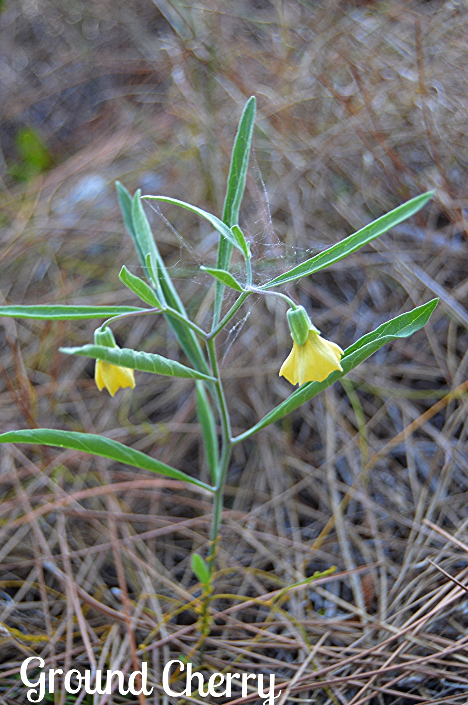 Phyasalis walteri / Ground Cherry