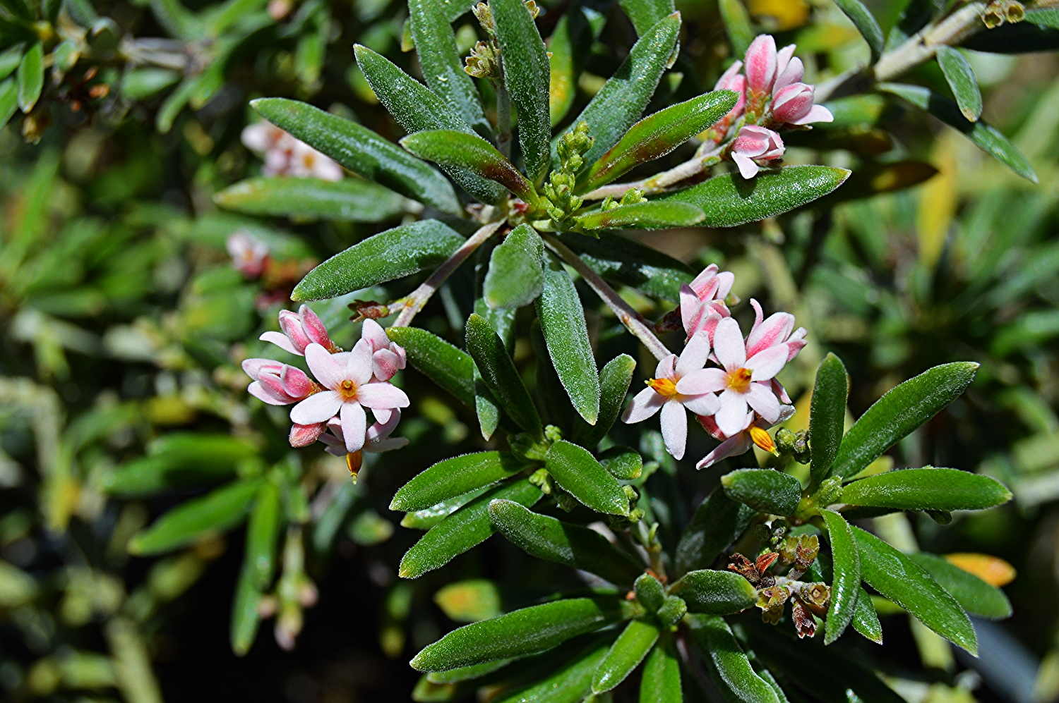 Strumpfia maritima / Pride of Big Pine
