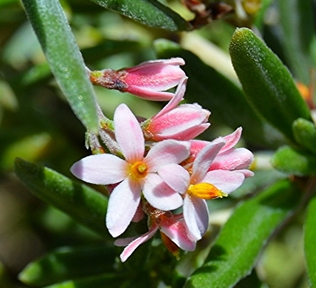 Strumpfia maritima / Pride of Big Pine