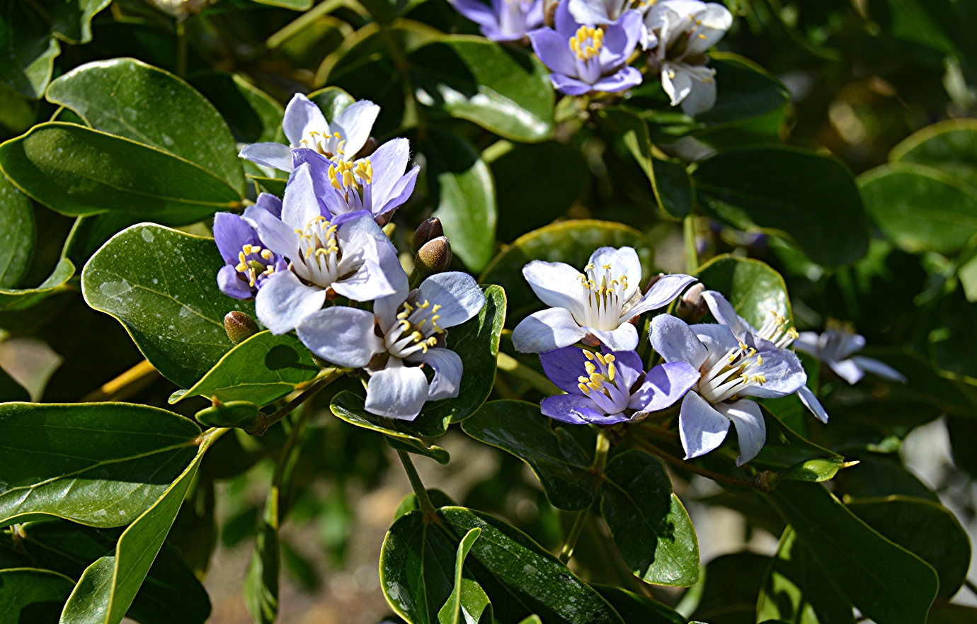 Guaiacum officinale / Rough-bark Lignum-vitae