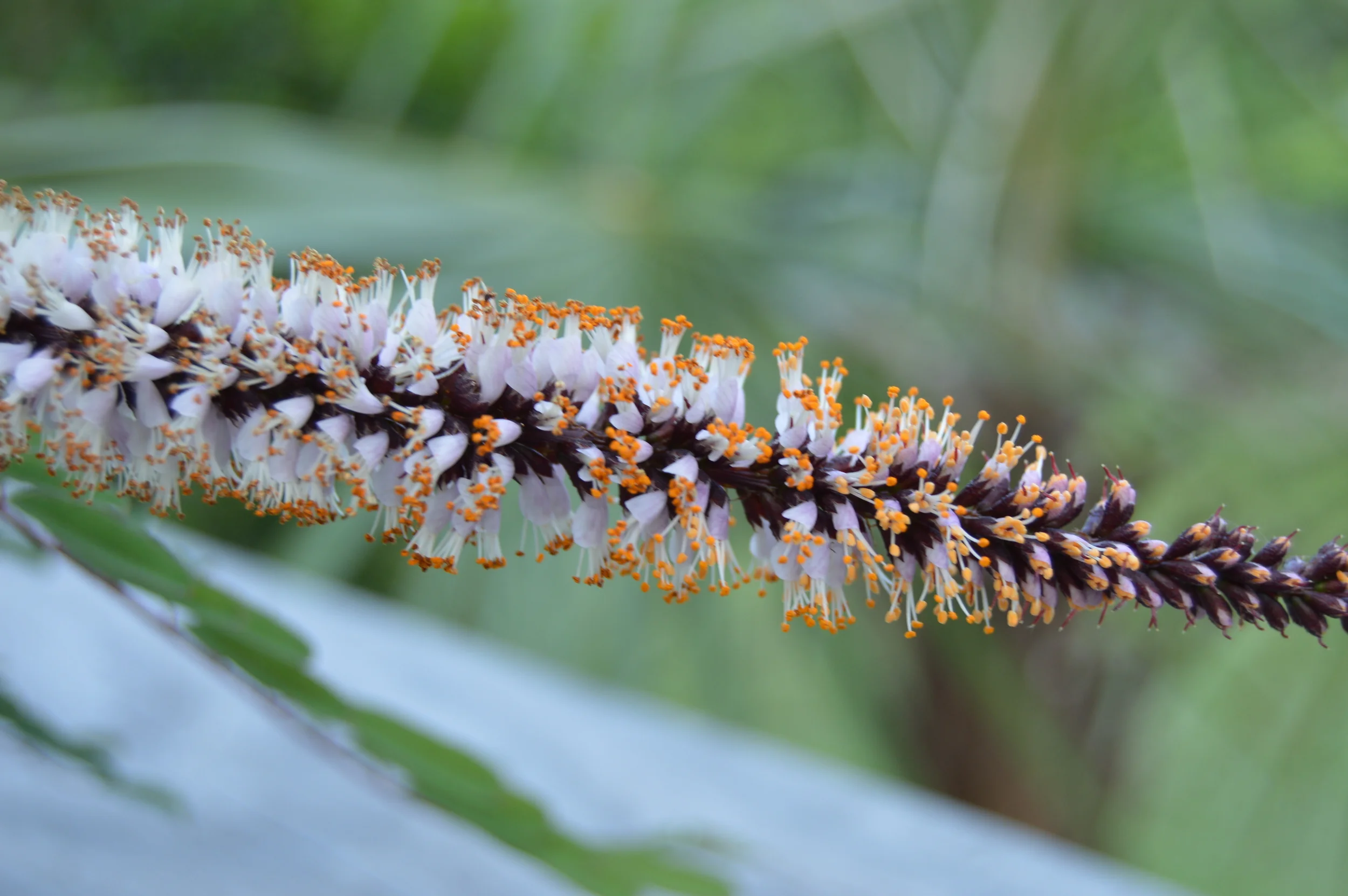  Amorpha herbacea var. crenulata&nbsp; / Crenulate Leadplant 