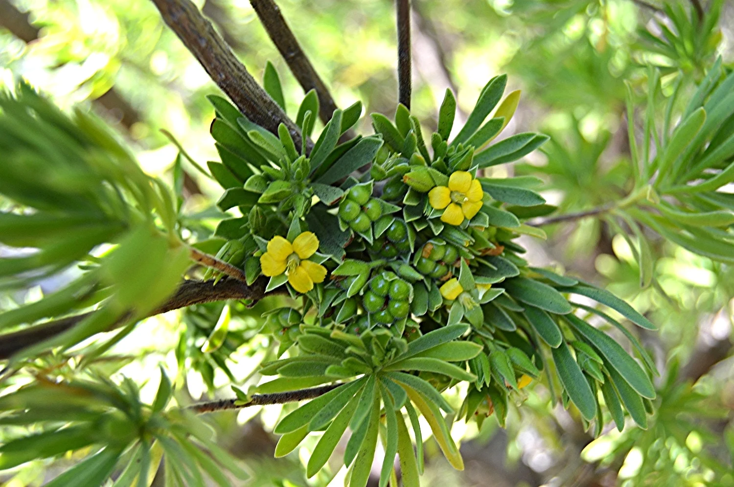  Suriana maritima / Bay Cedar 
