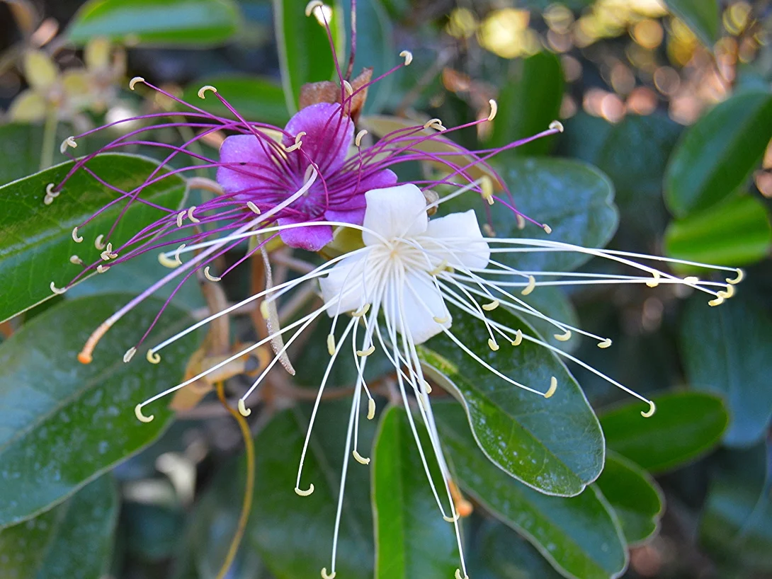  Capparis cynophallophora / Jamaica Caper 