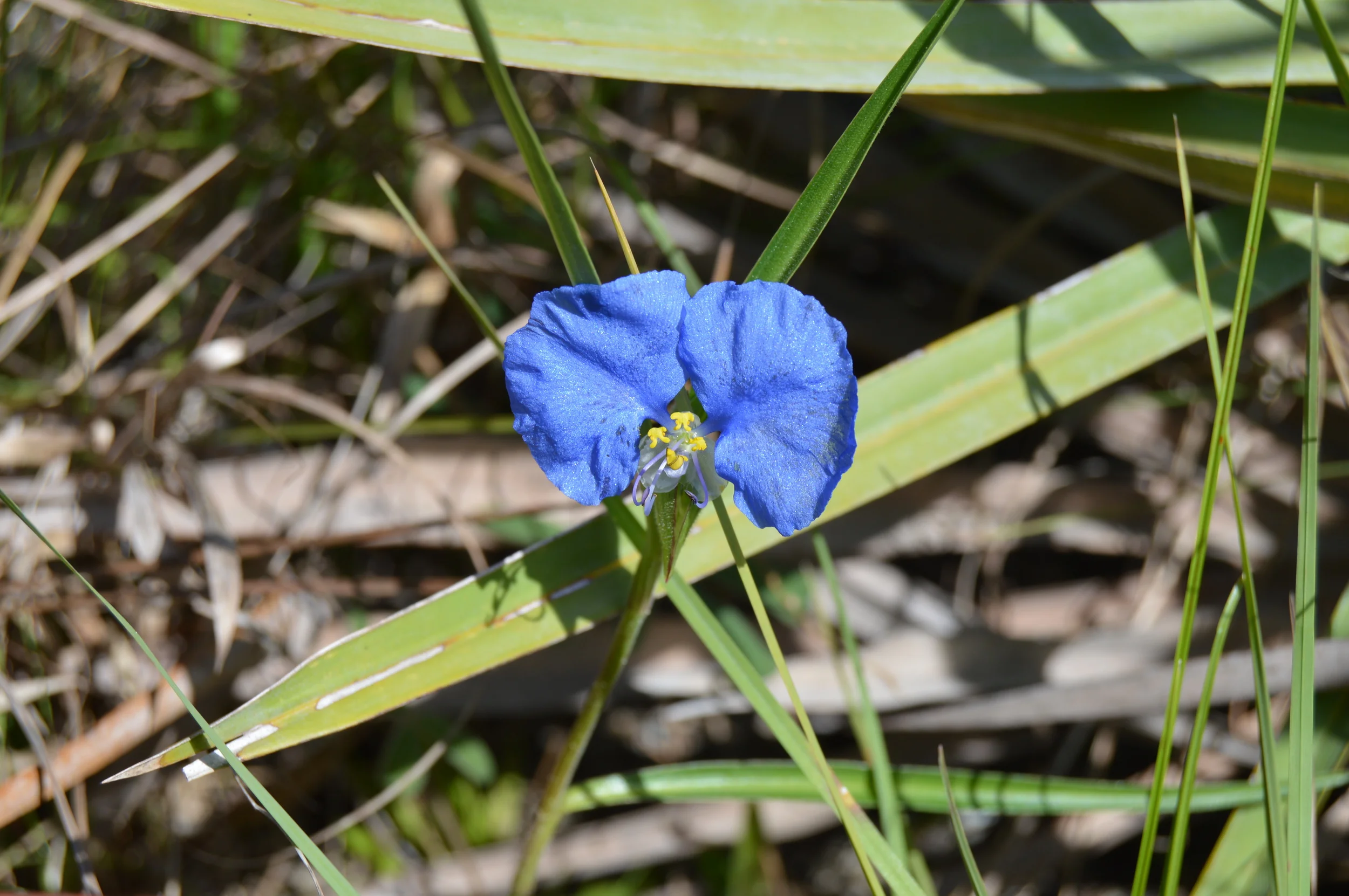 DSC_0174.JPG