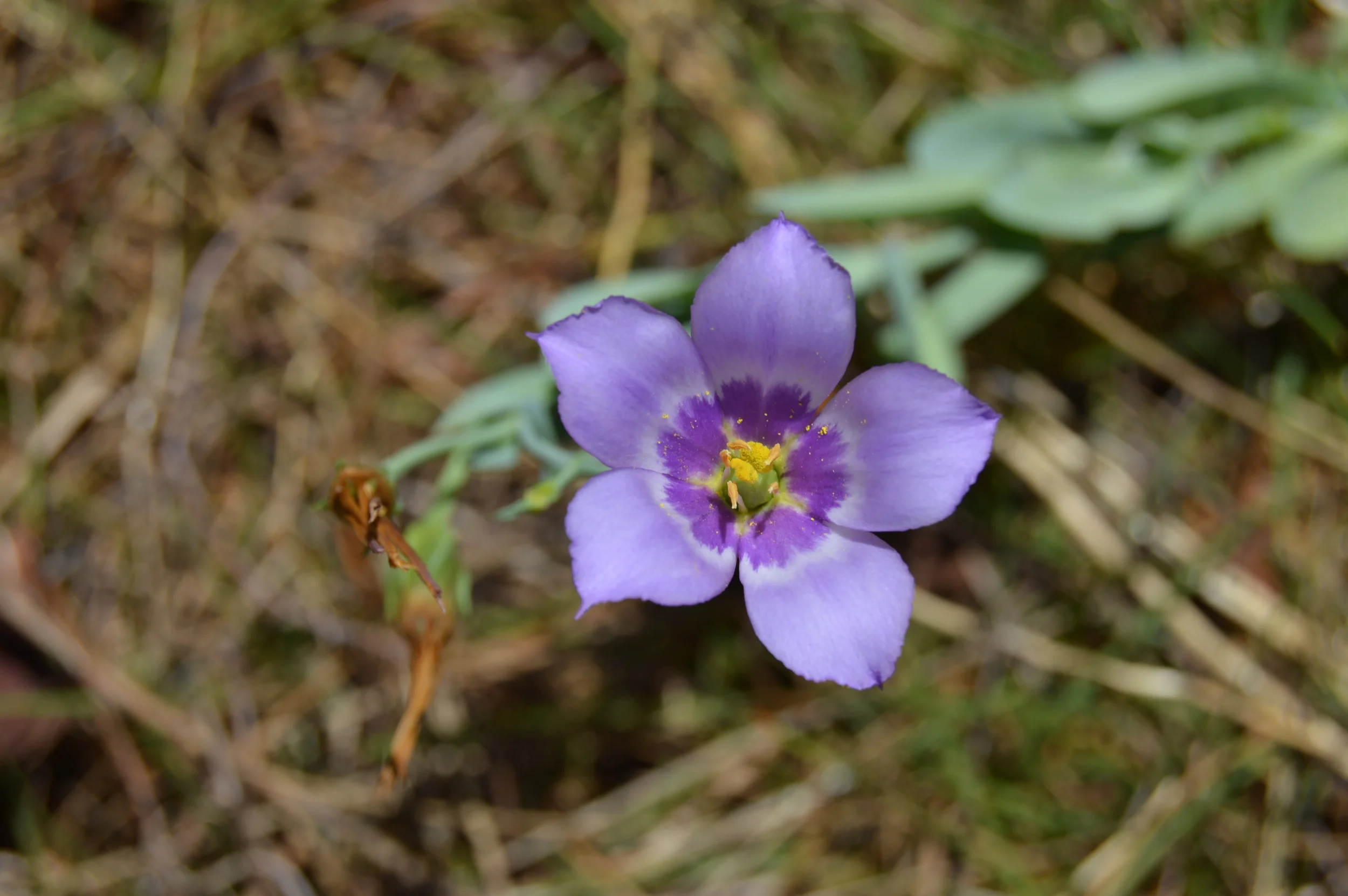  Eustoma exaltatum / Seaside Gentian 