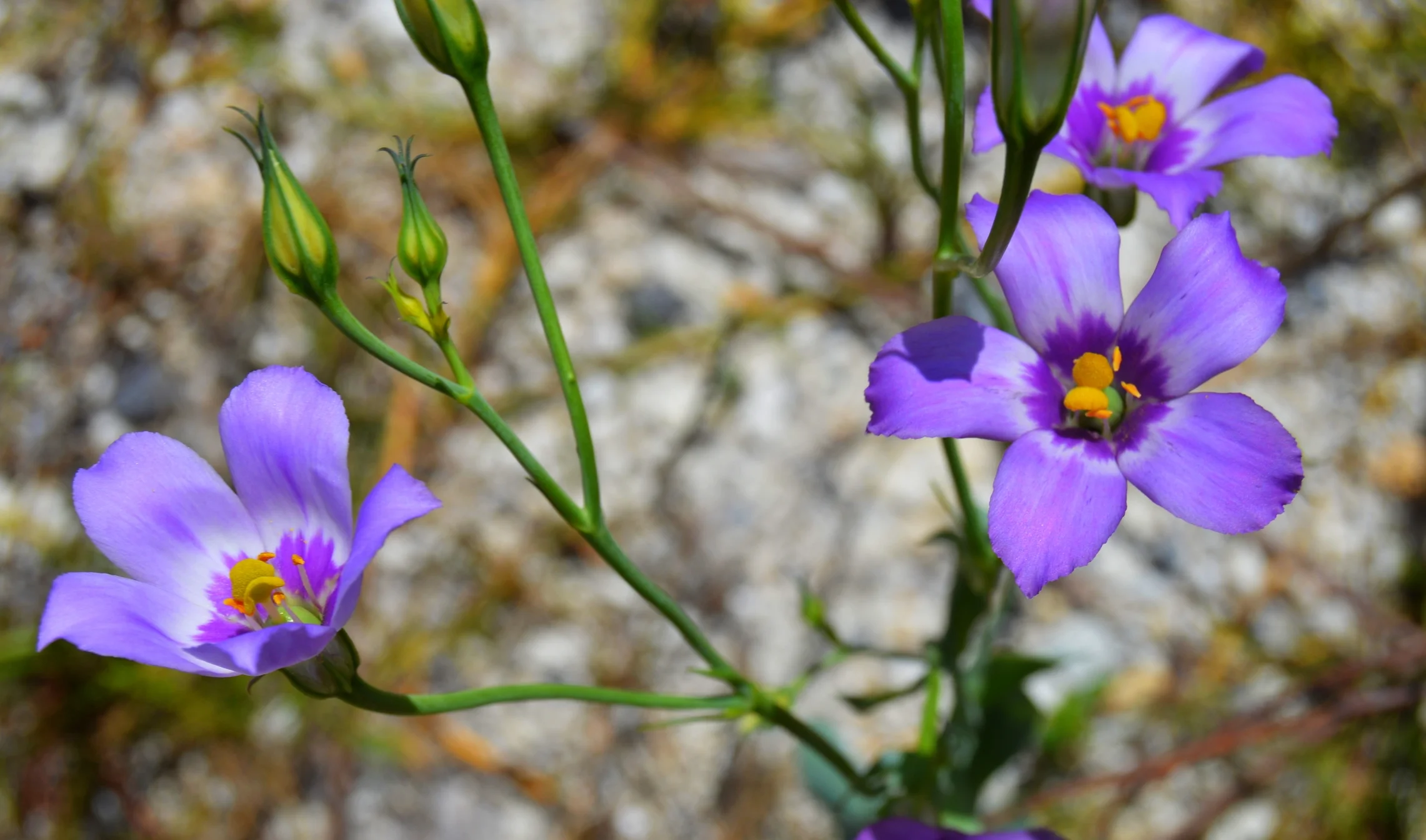  Eustoma exaltatum / Seaside Gentian 