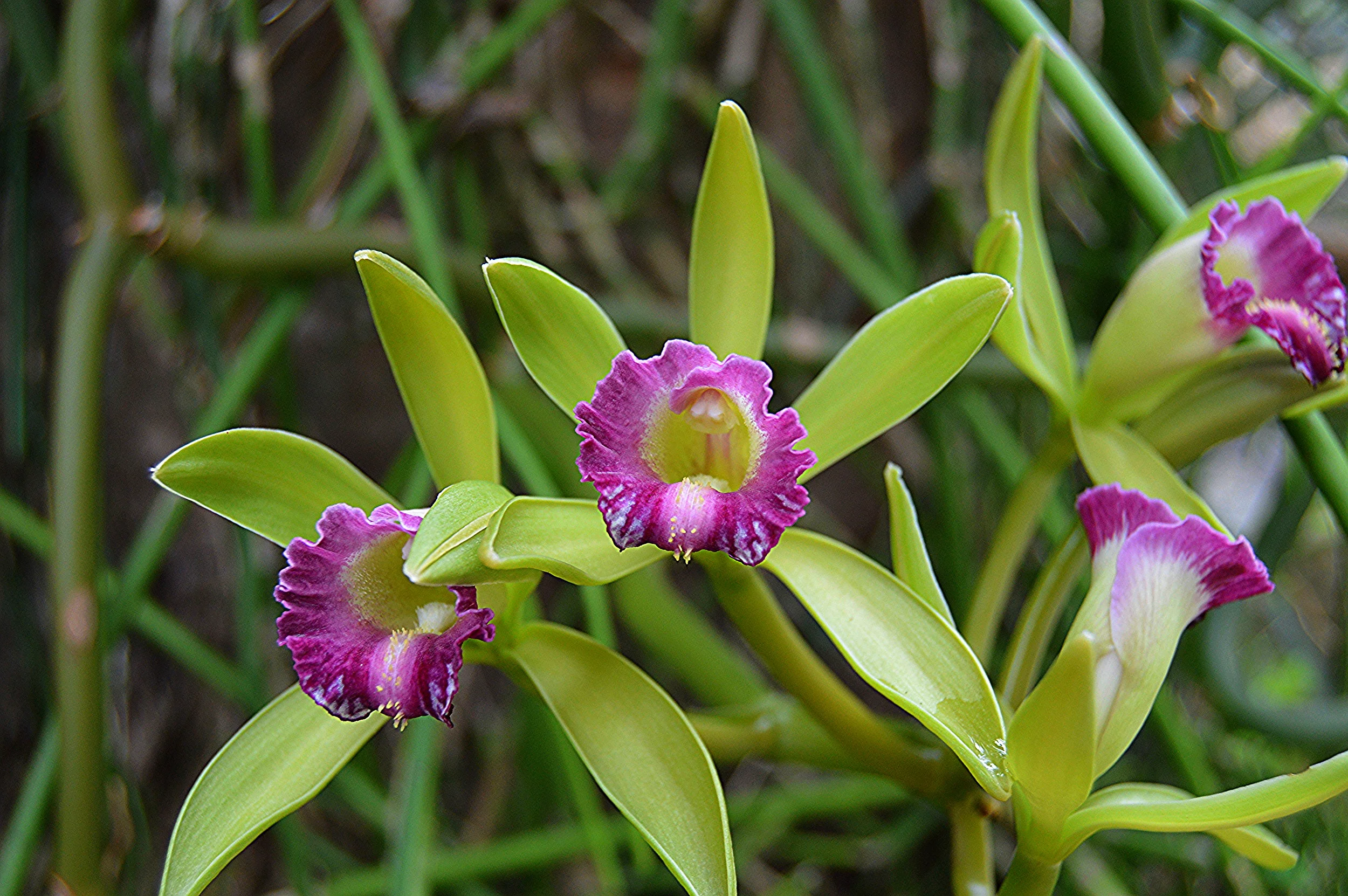  Vanilla barbellata&nbsp; / Wormvine Orchid 
