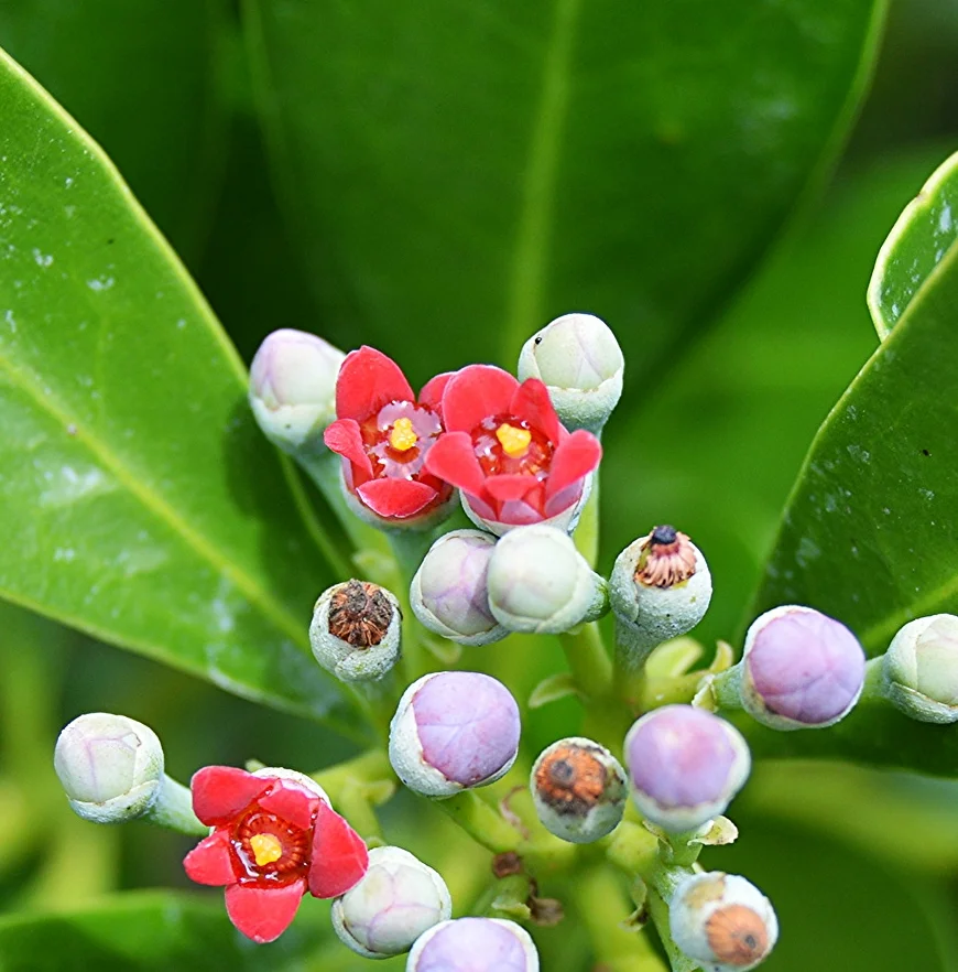  Canella winterana / Cinnamon Bark 