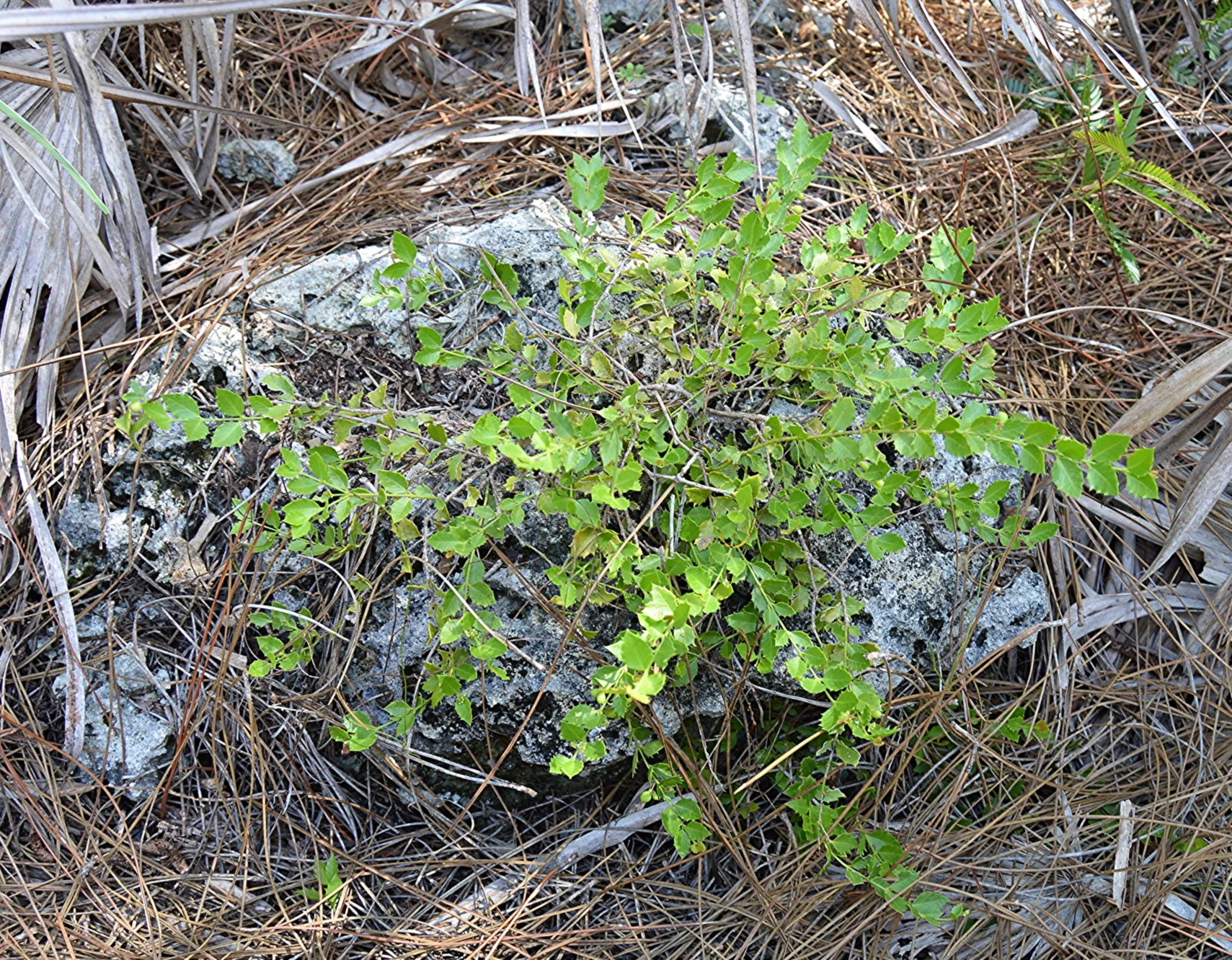 November 26 2015 1505.JPG