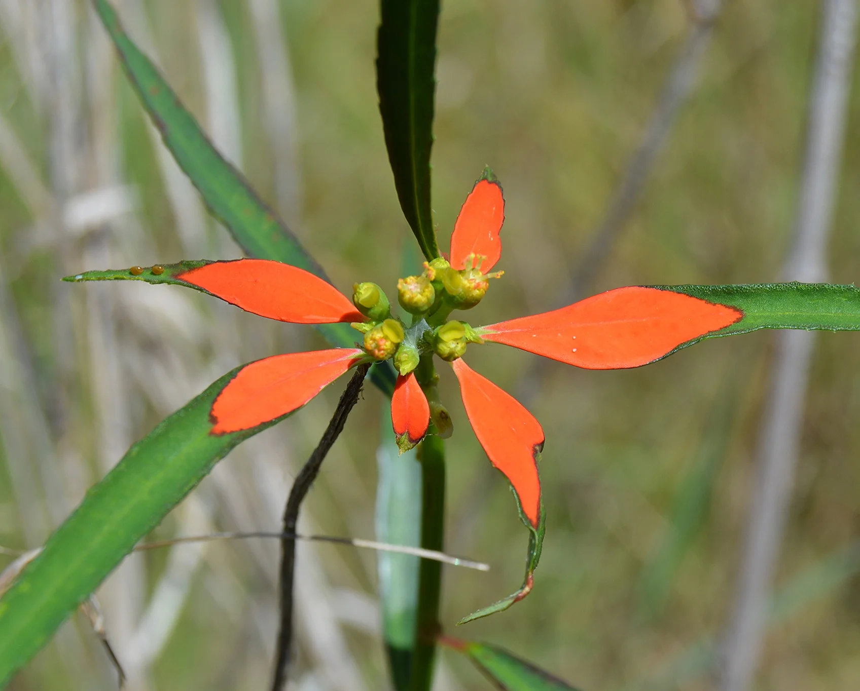 November 26 2015 1528.JPG