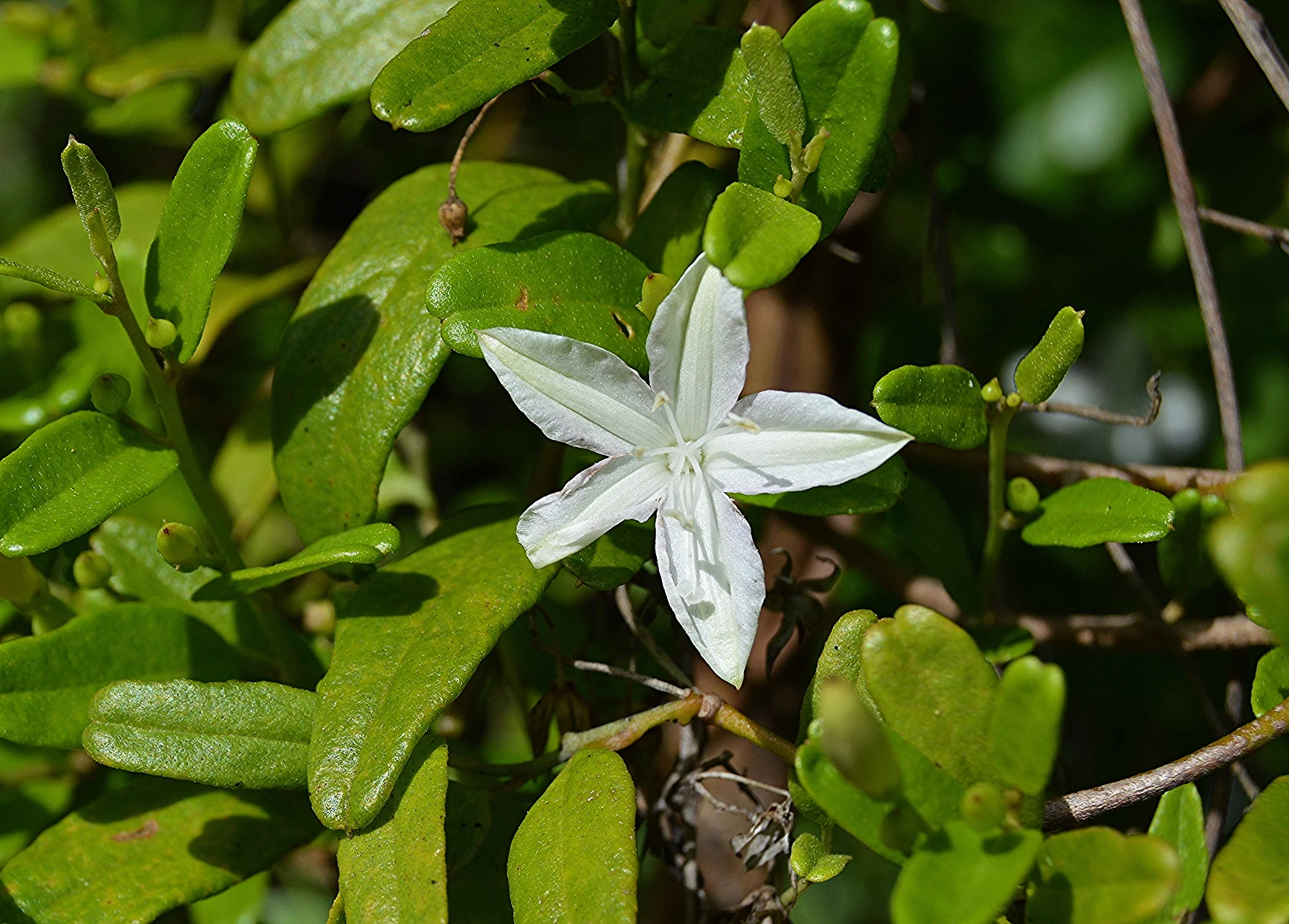  Jacquemontia havenensis / Havana Clustervine 