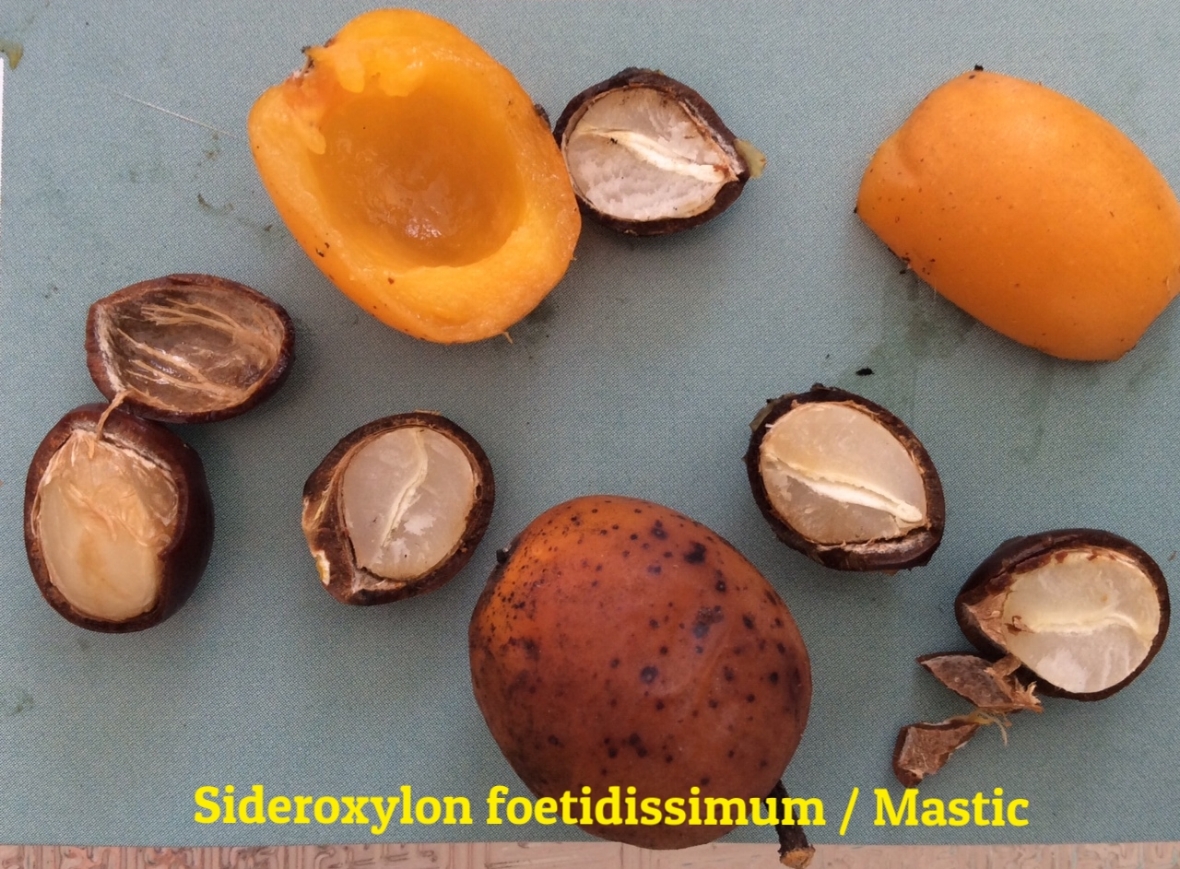 Sideroxylon foetidissimum / Mastic