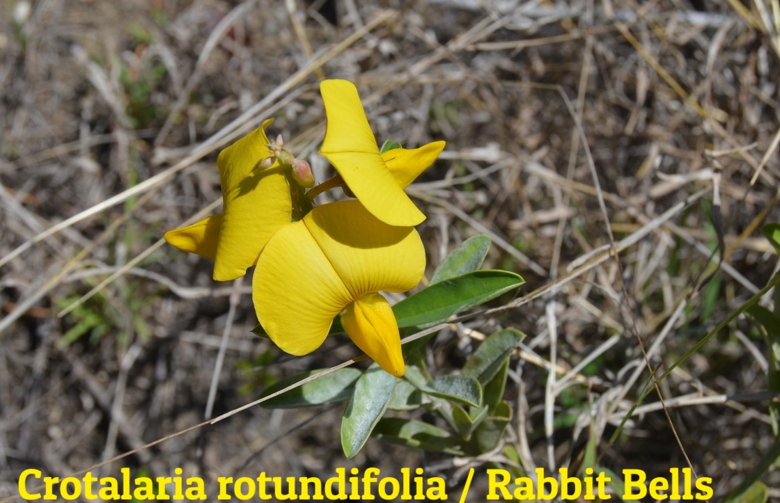 Crotalaria rotundifolia / Rabbit Bells