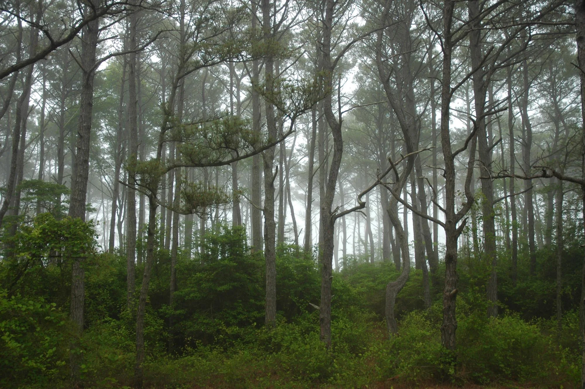 Morning Fog