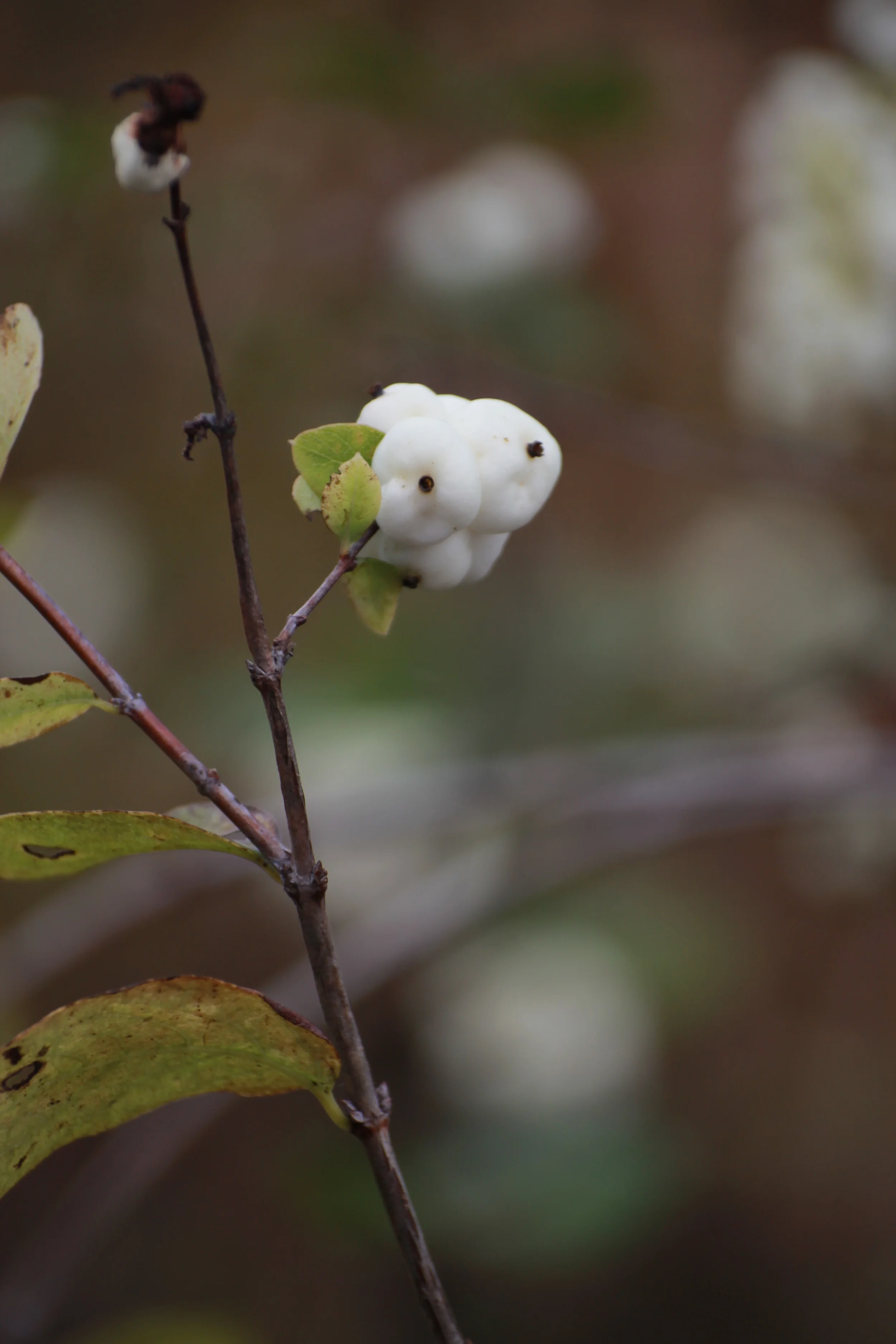 Untitled, LV nature Preserve