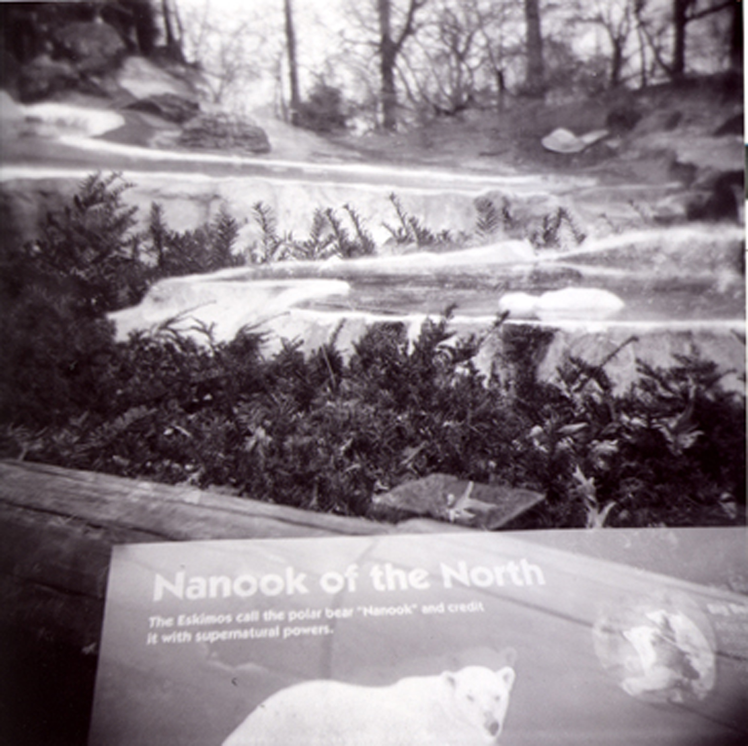 Nanook of the North 