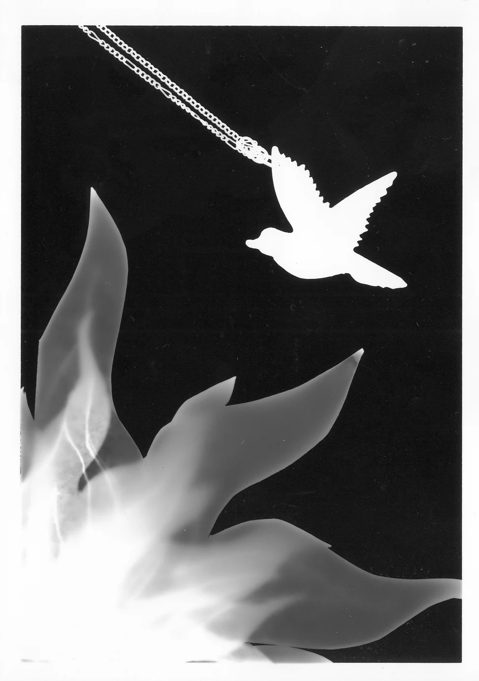 photogram.jpg