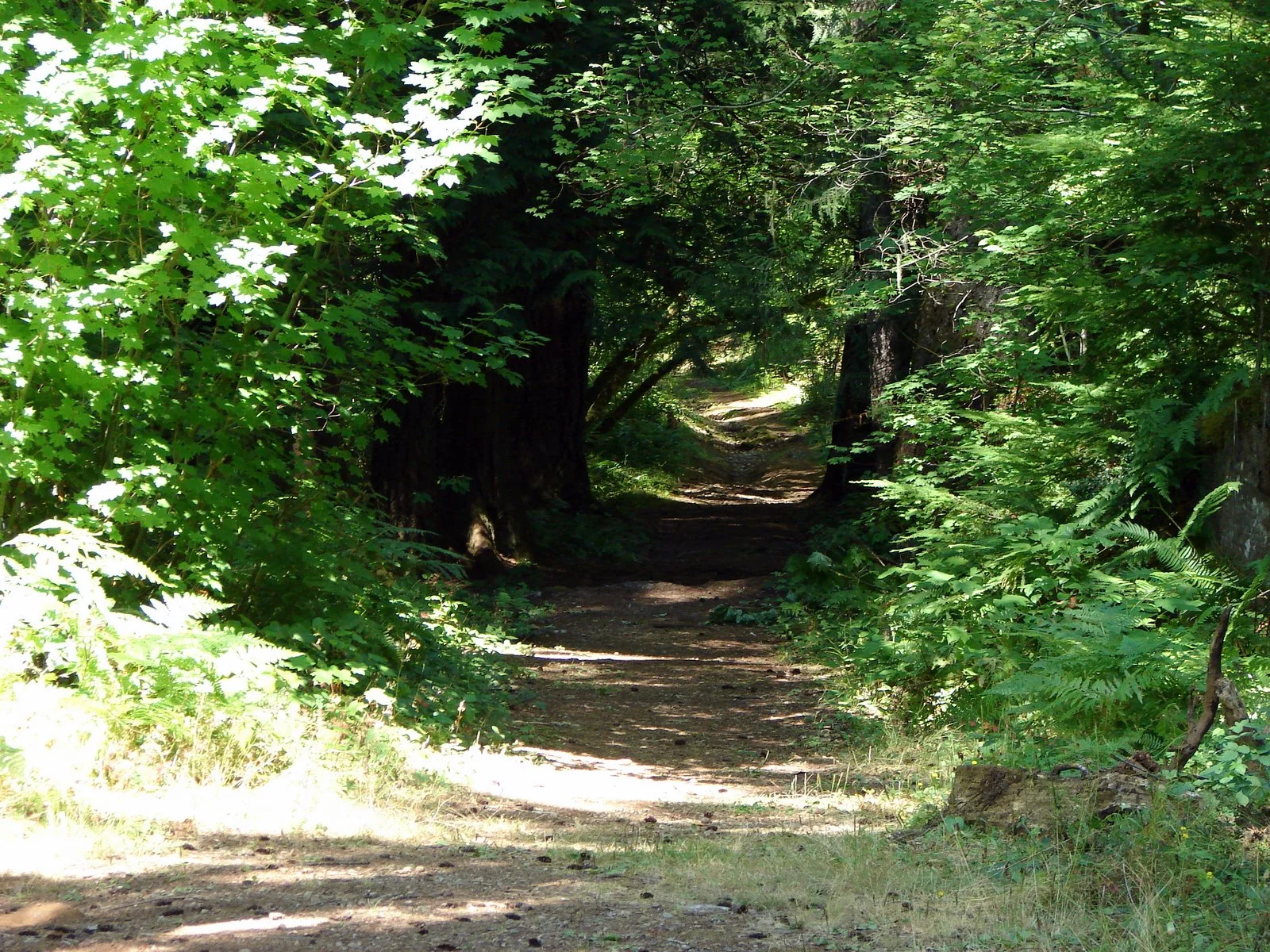 Hoodsport Trail