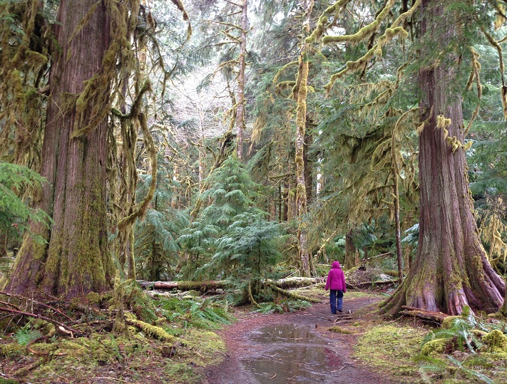 Shady Lane Trail