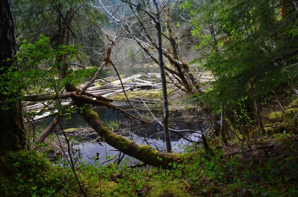 Hamma Hamma Beaver Pond