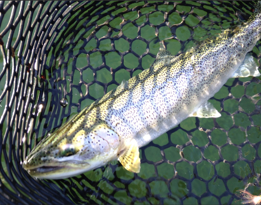 Fjord Fly Fishing