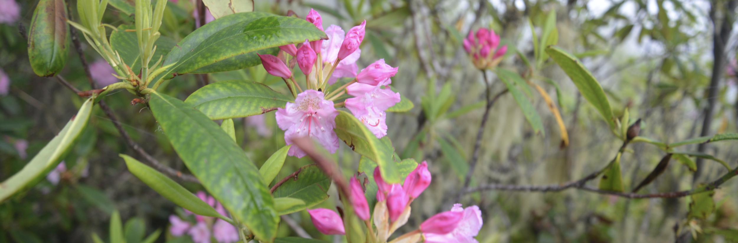 The Pacific Rhododendron is Washington’s State flower and is found in drier parts of the Hood Canal in the understory of coniferous forests.
