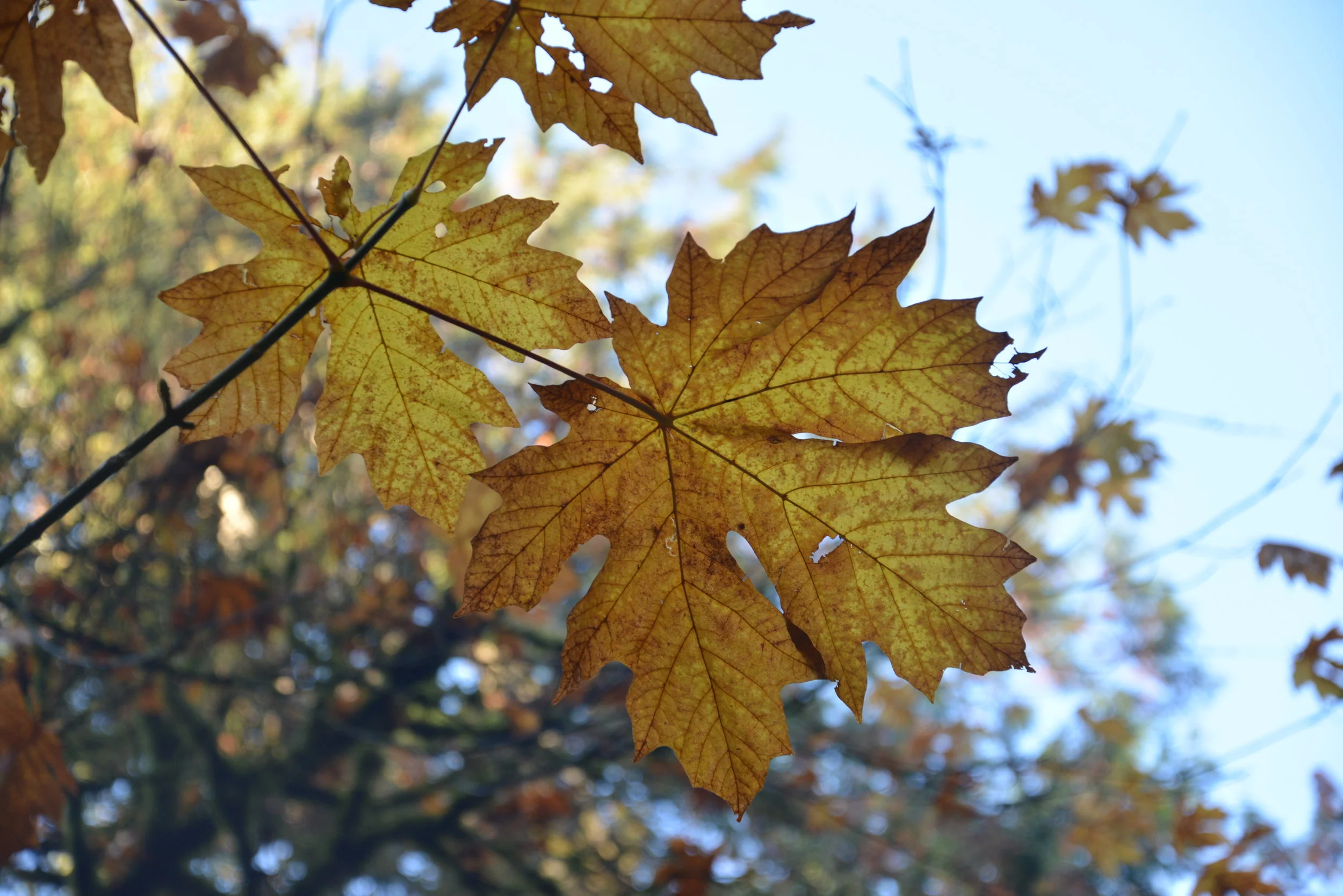 Fall Recreation on the Fjord and Surrounding Area