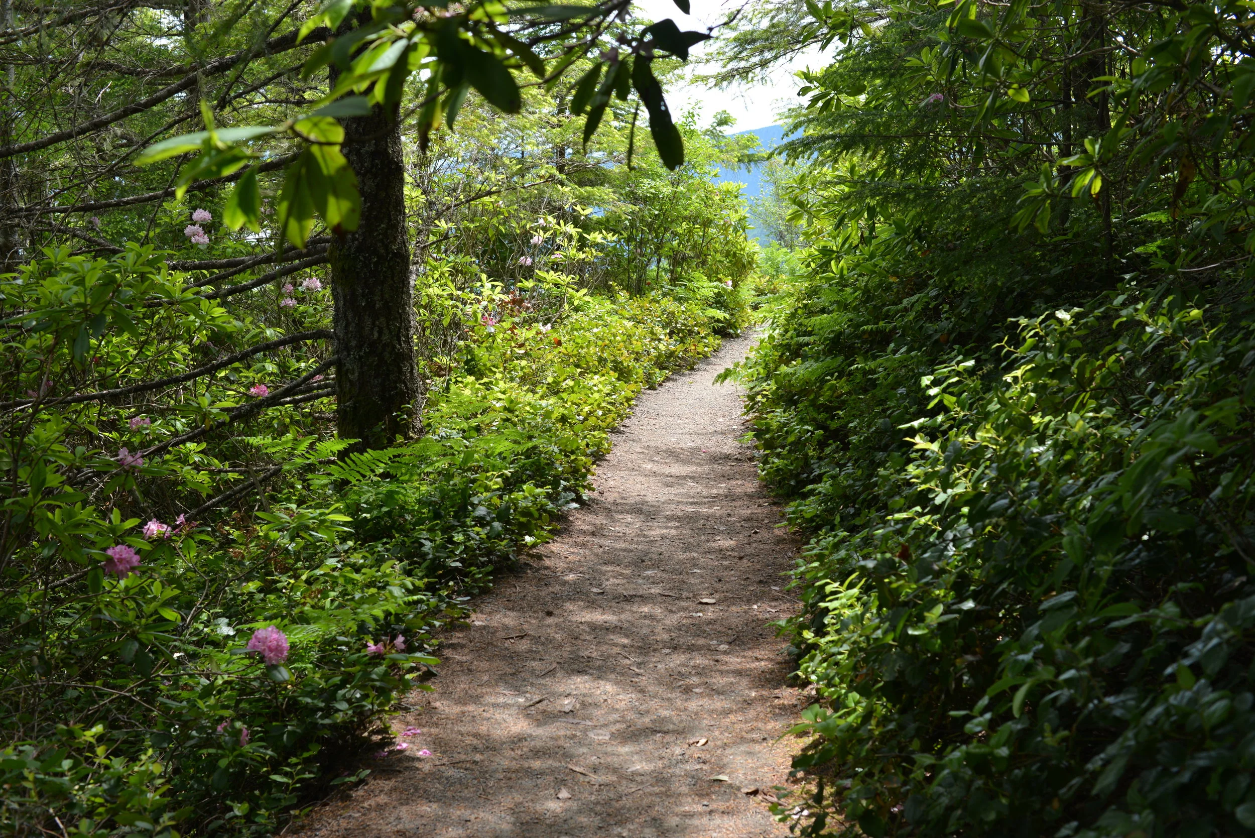 50 Ways to Fill Your  Days on Hood Canal 