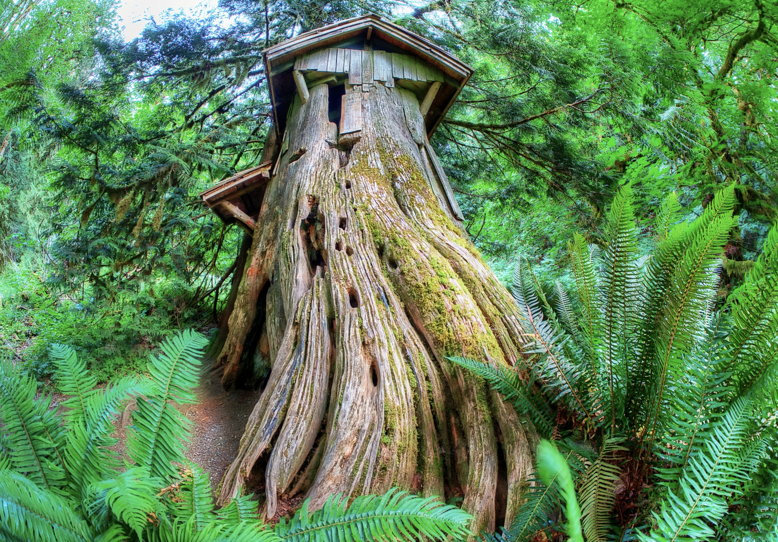 Discover magic in the Guillemot Stump House