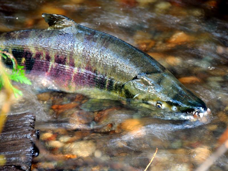 In Search of Salmon in and Around the Fjord