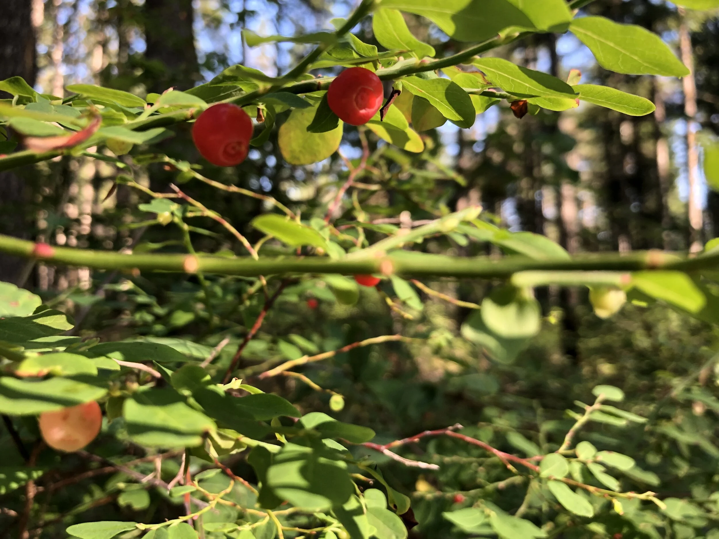 8 berries to be ATE on the trail