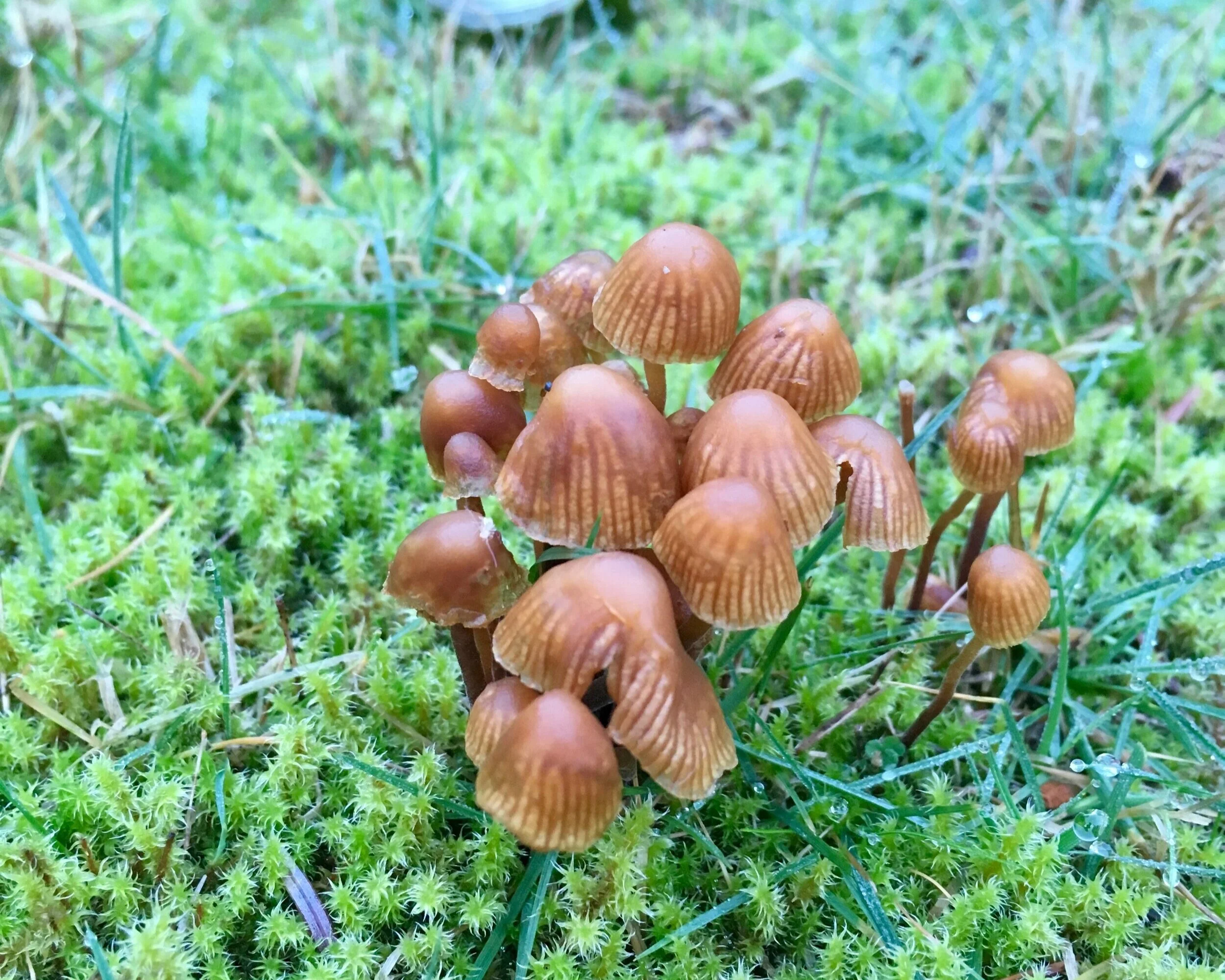 Mushroom Hunting In The Northwest Explore Hood Canal