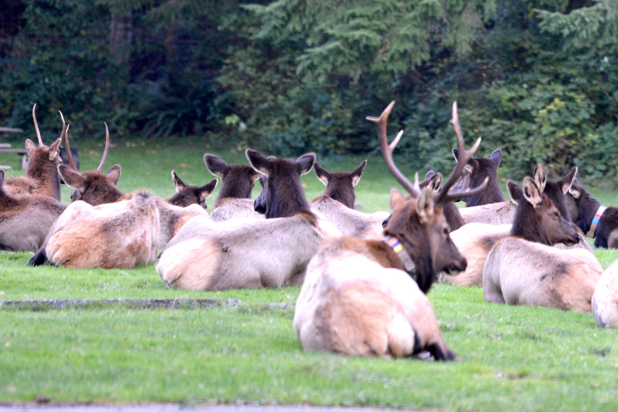 Swing into the Dosewallips Campground as they are often resting in the grassy areas here.