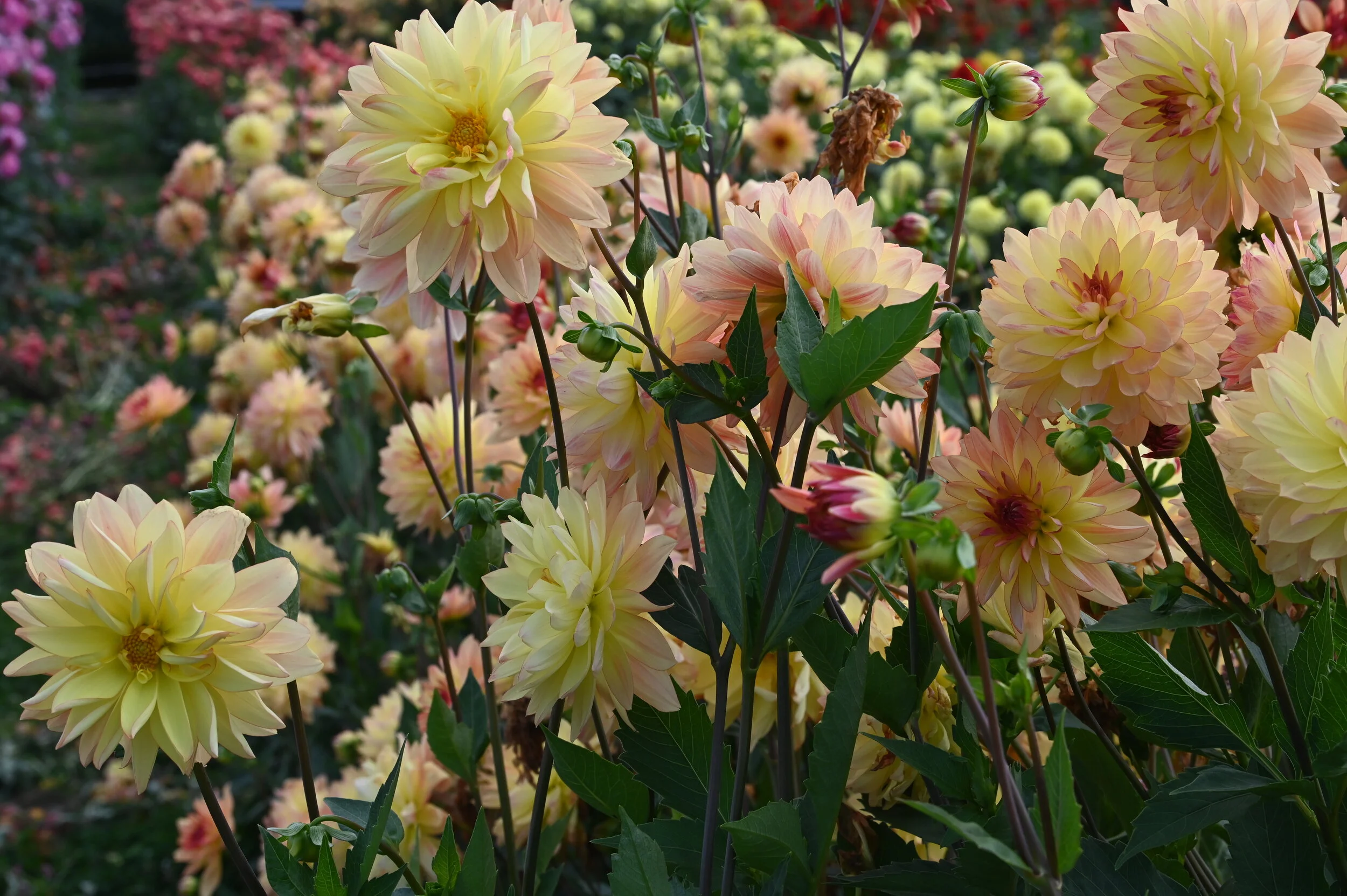 Need some Color? This weekend  is the Dahlia Days Event!