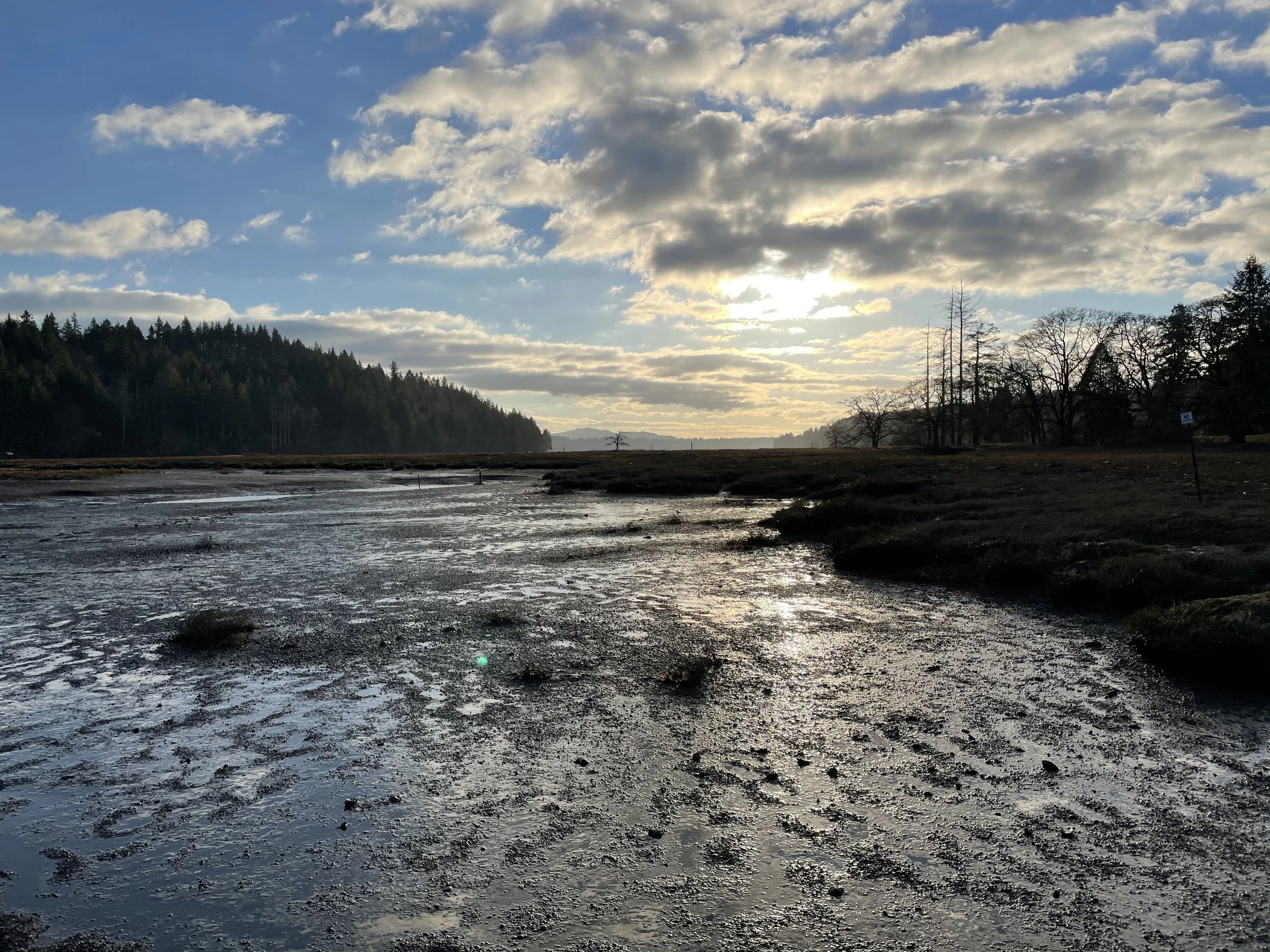 Exploring Bayshore Preserve Near Shelton