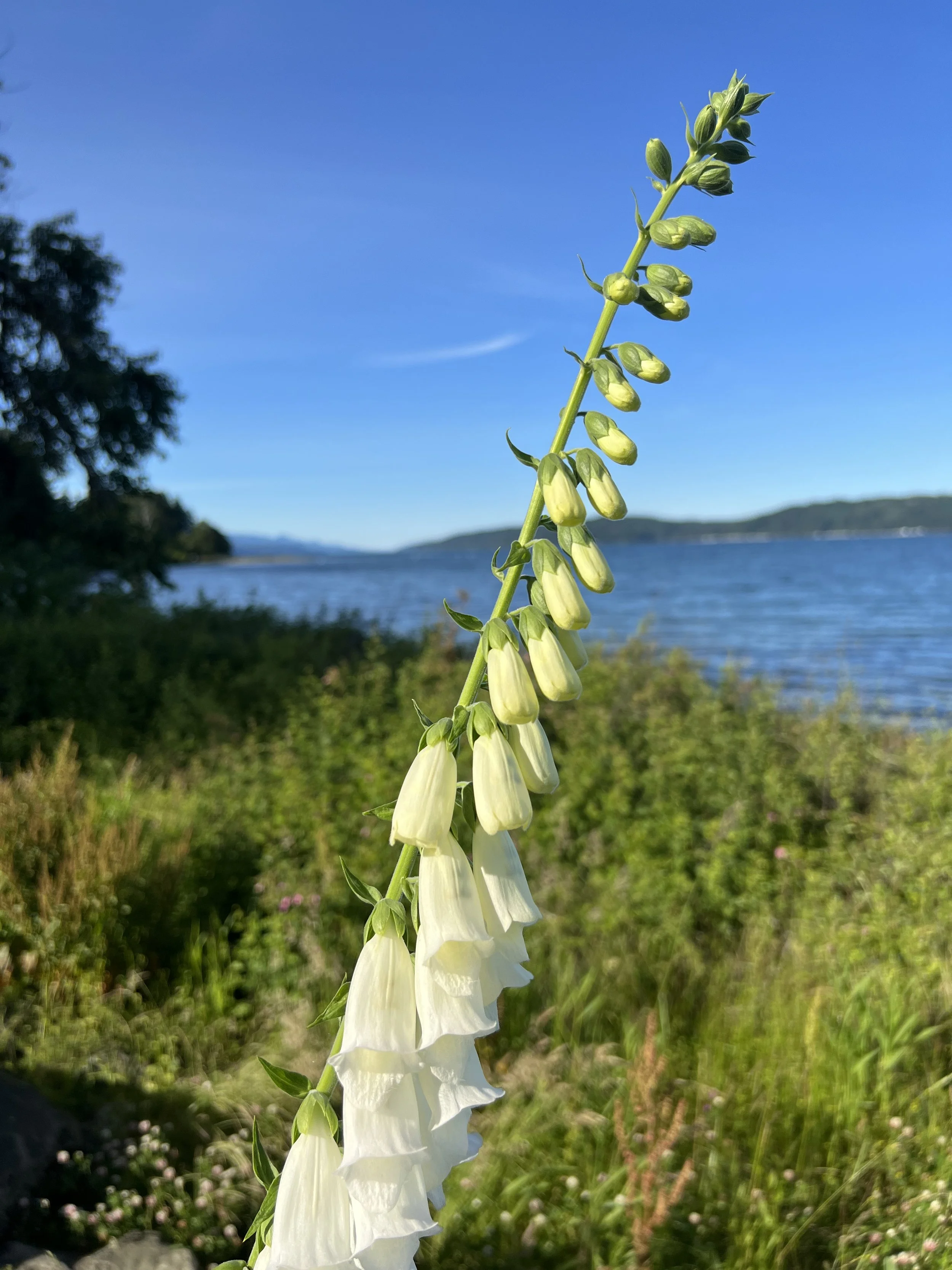 Early Summer Roadside Attractions | Native Flowers