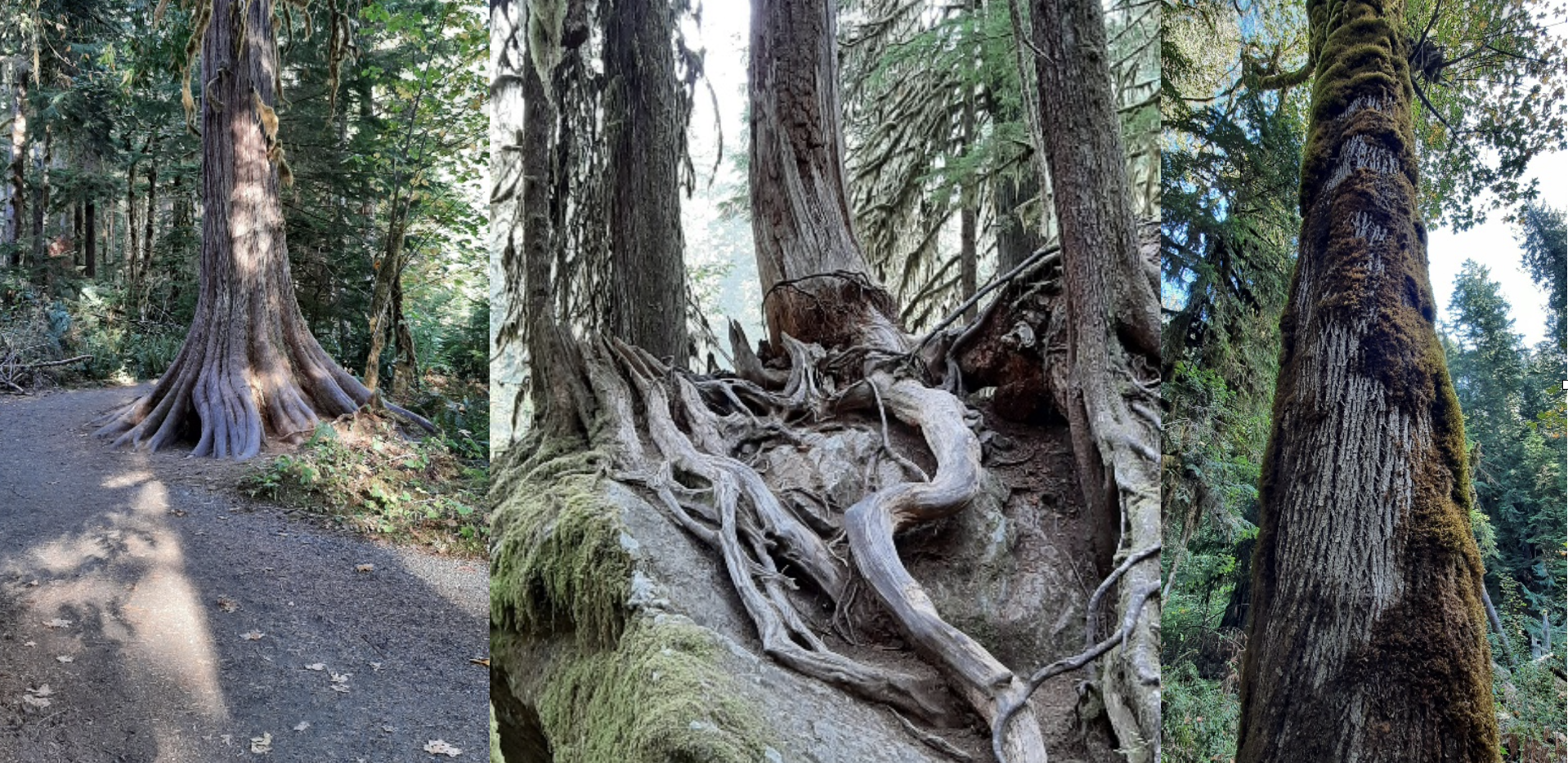 Troll hunting on Olympic's Staircase trail