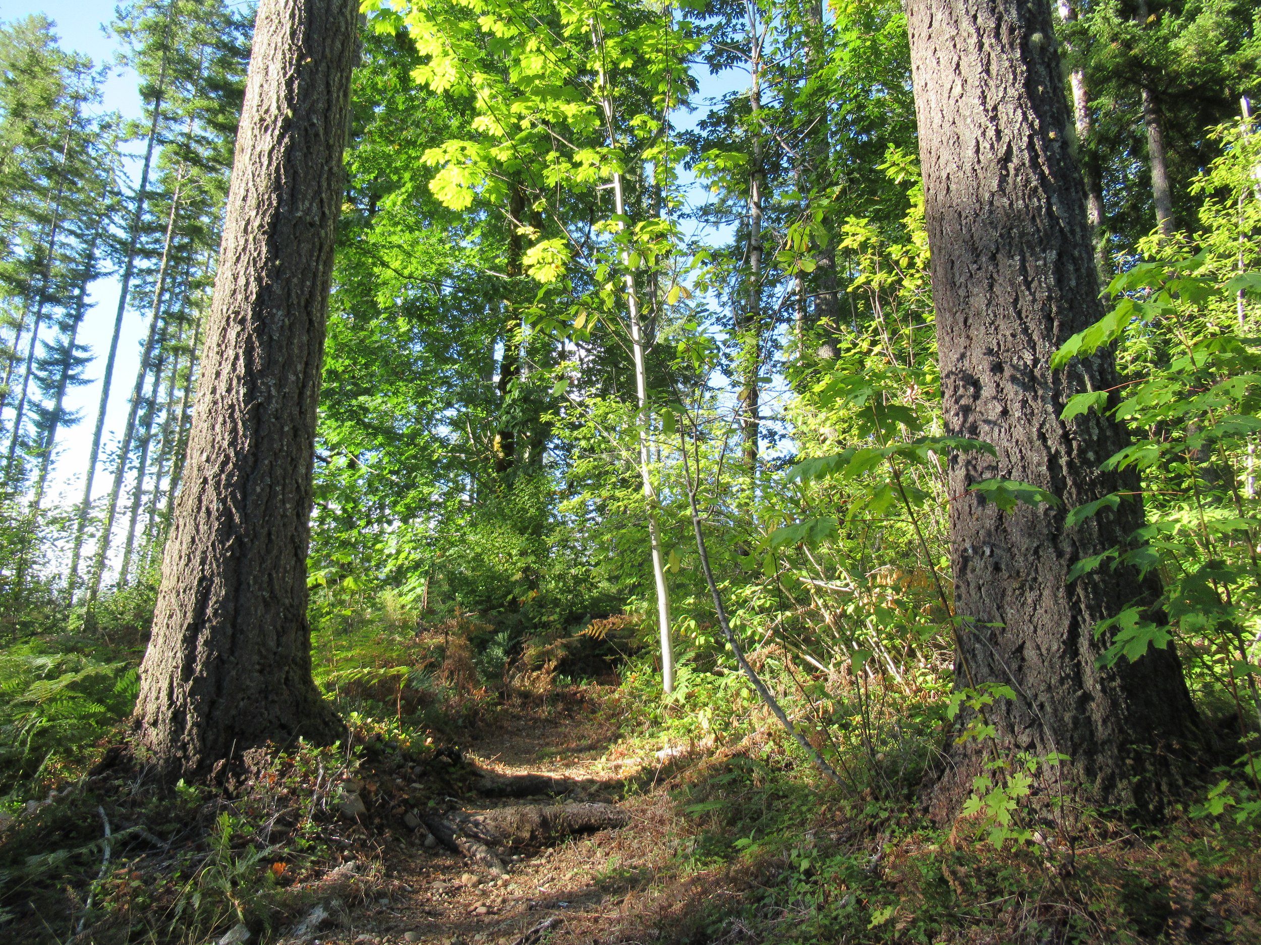 10.A Hoodsport Trail.JPG