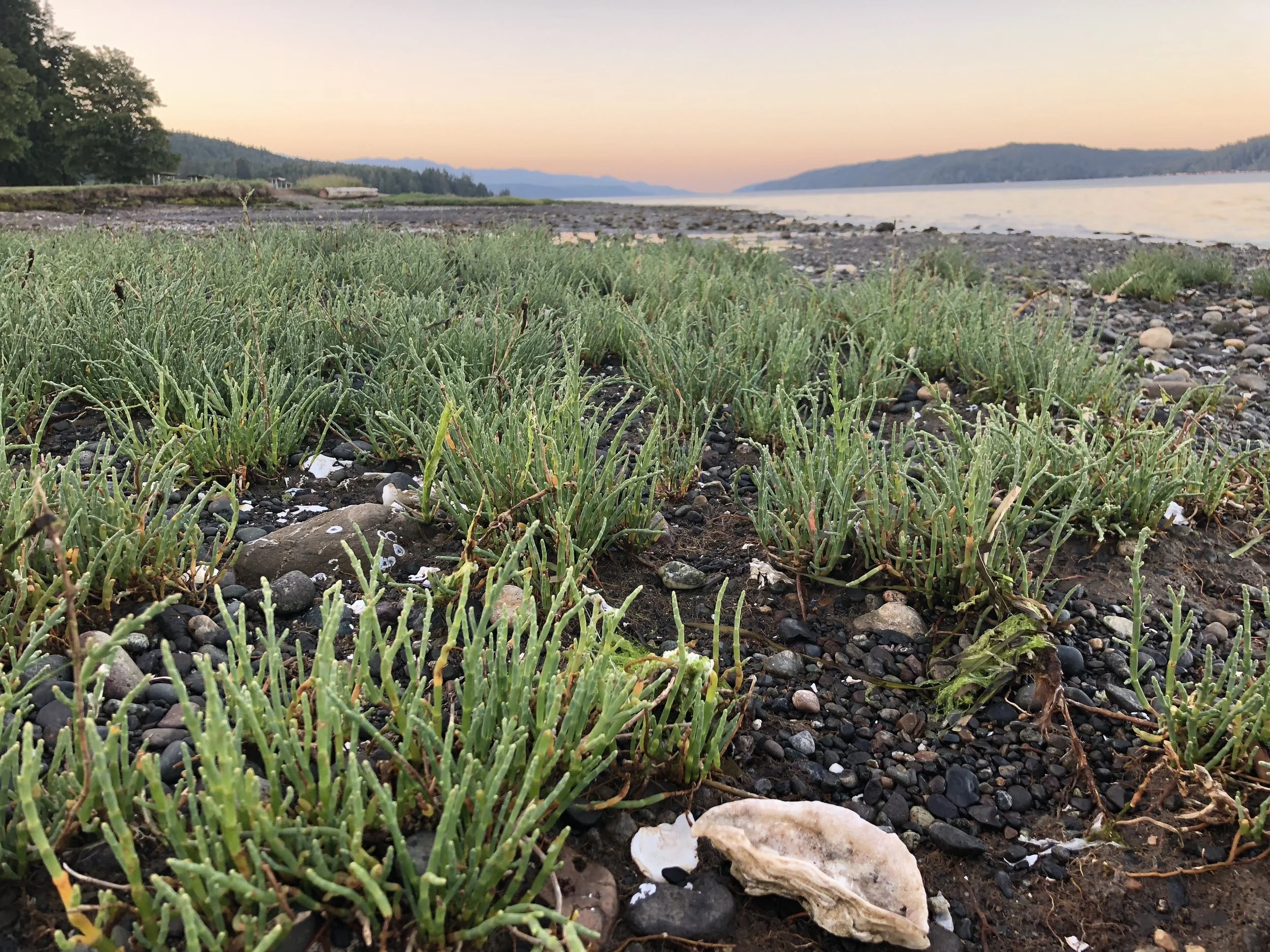 Ten Myths and Facts about Oysters