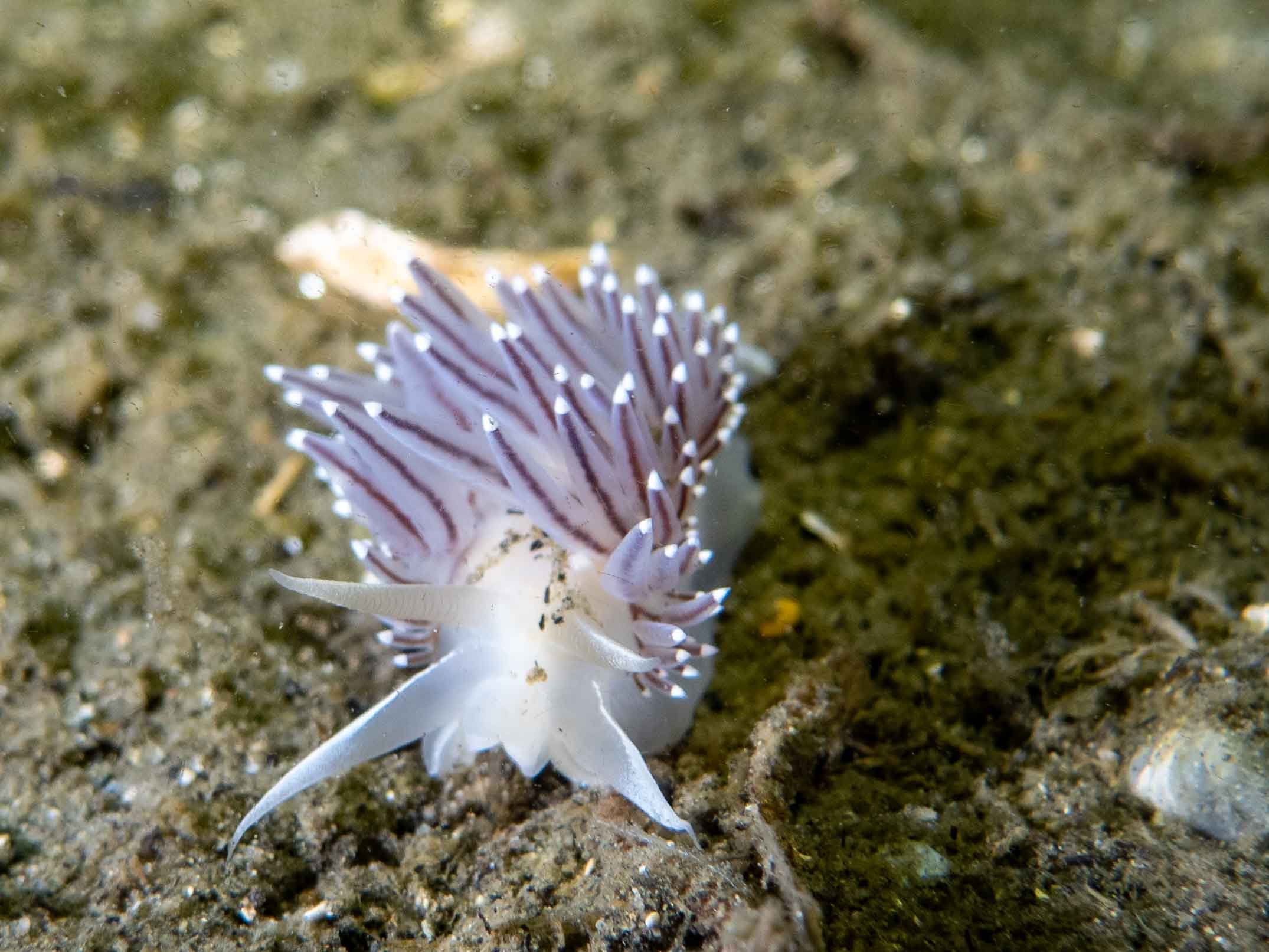 Underwater Wonders:The Vibrant World of Nudibranchs