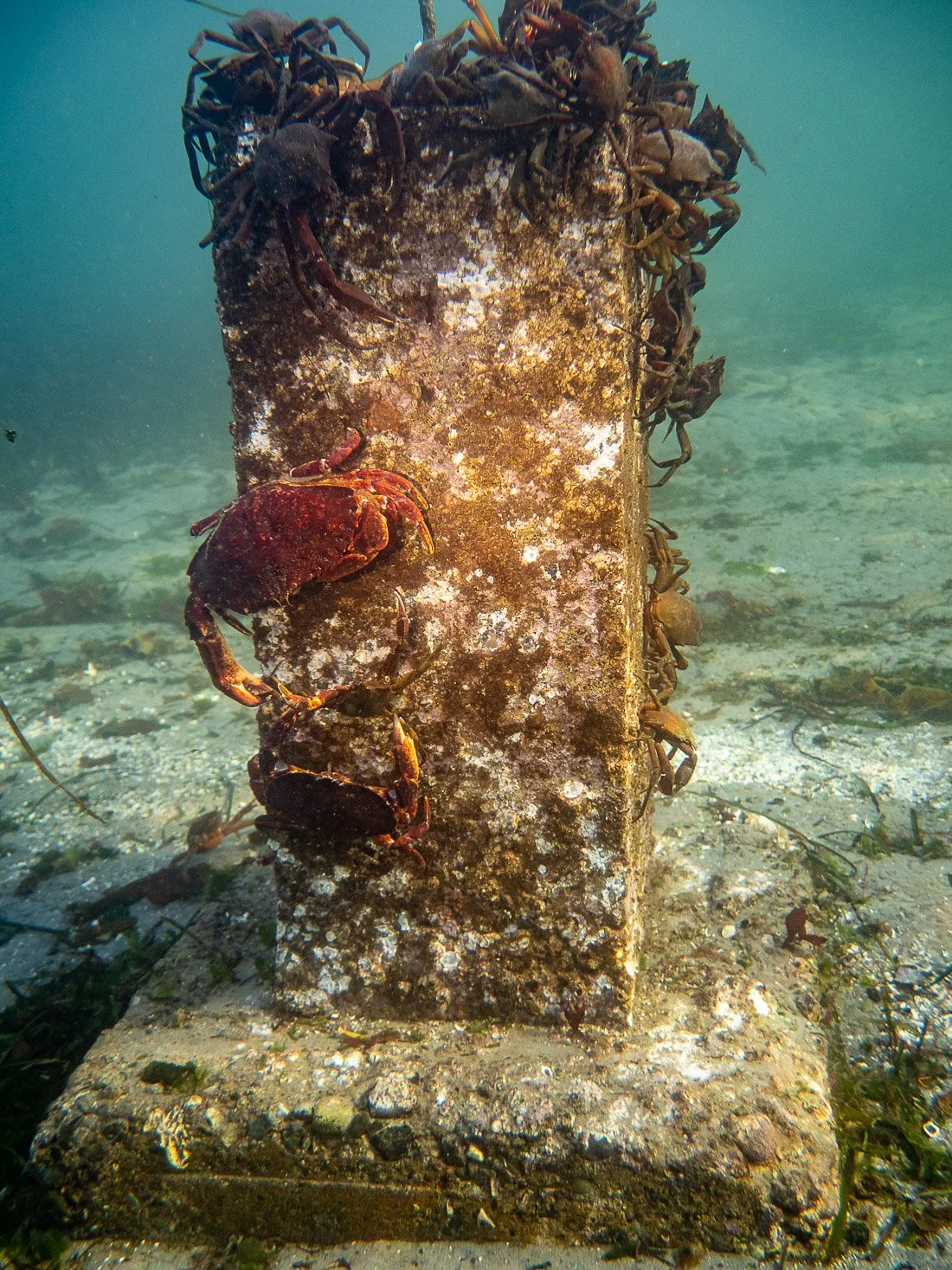 Crabby Characters: Stories from the Seafloor