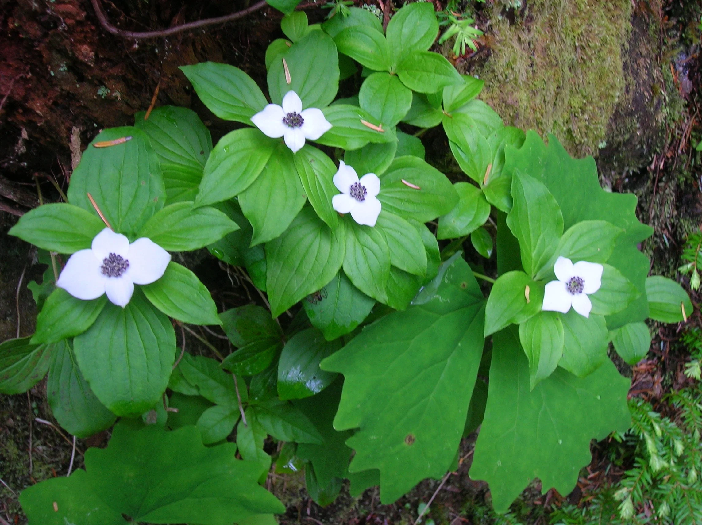 DSCN7559.JPG